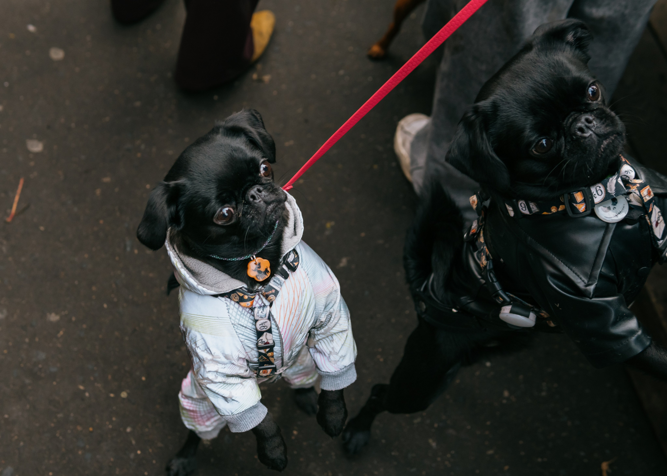 Тематическая встреча породников «Griffween». Фотограф-анималист Ксения Воробьева, Москва
