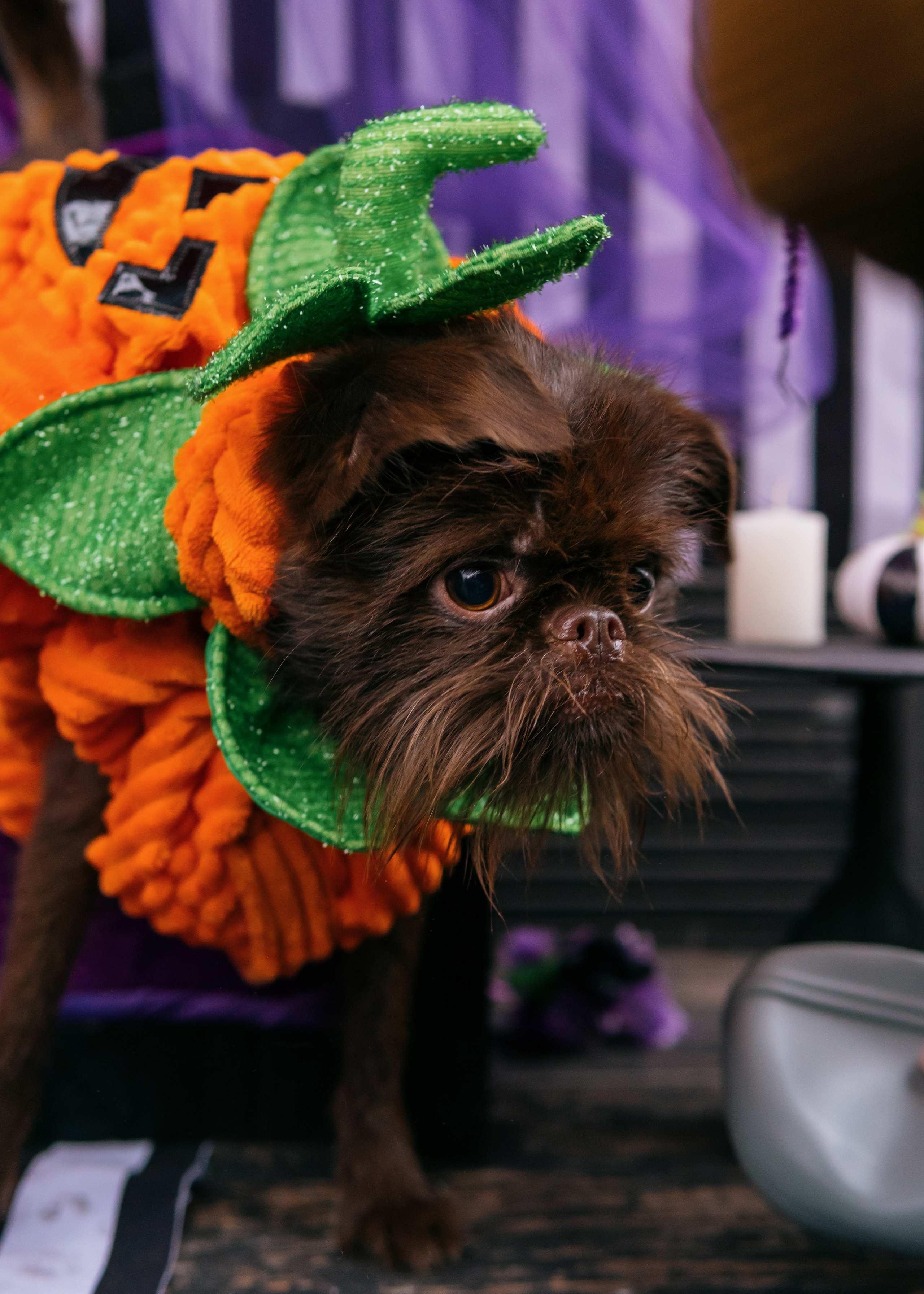 Тематическая встреча породников «Griffween». Фотограф-анималист Ксения Воробьева, Москва