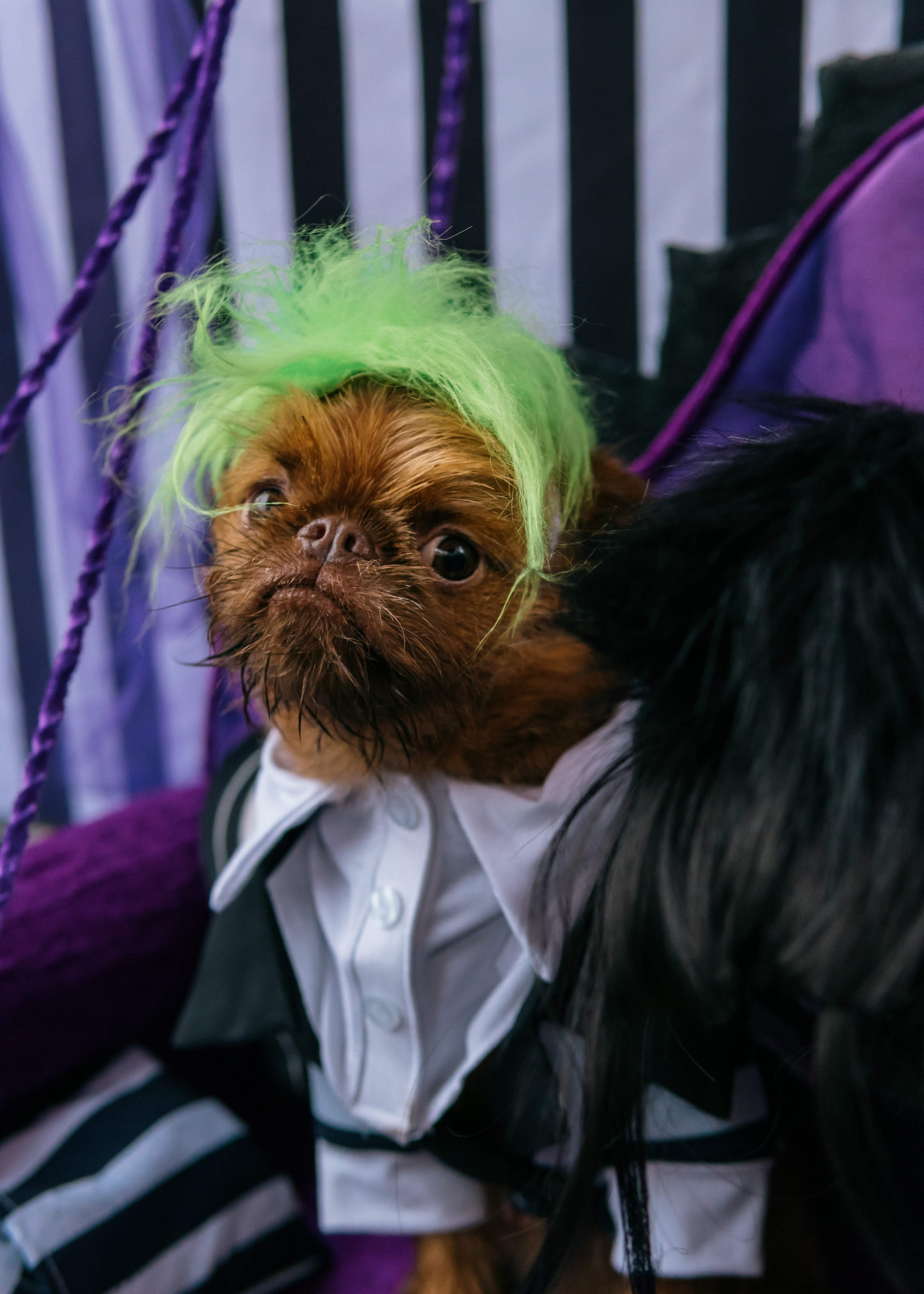 Тематическая встреча породников «Griffween». Фотограф-анималист Ксения Воробьева, Москва