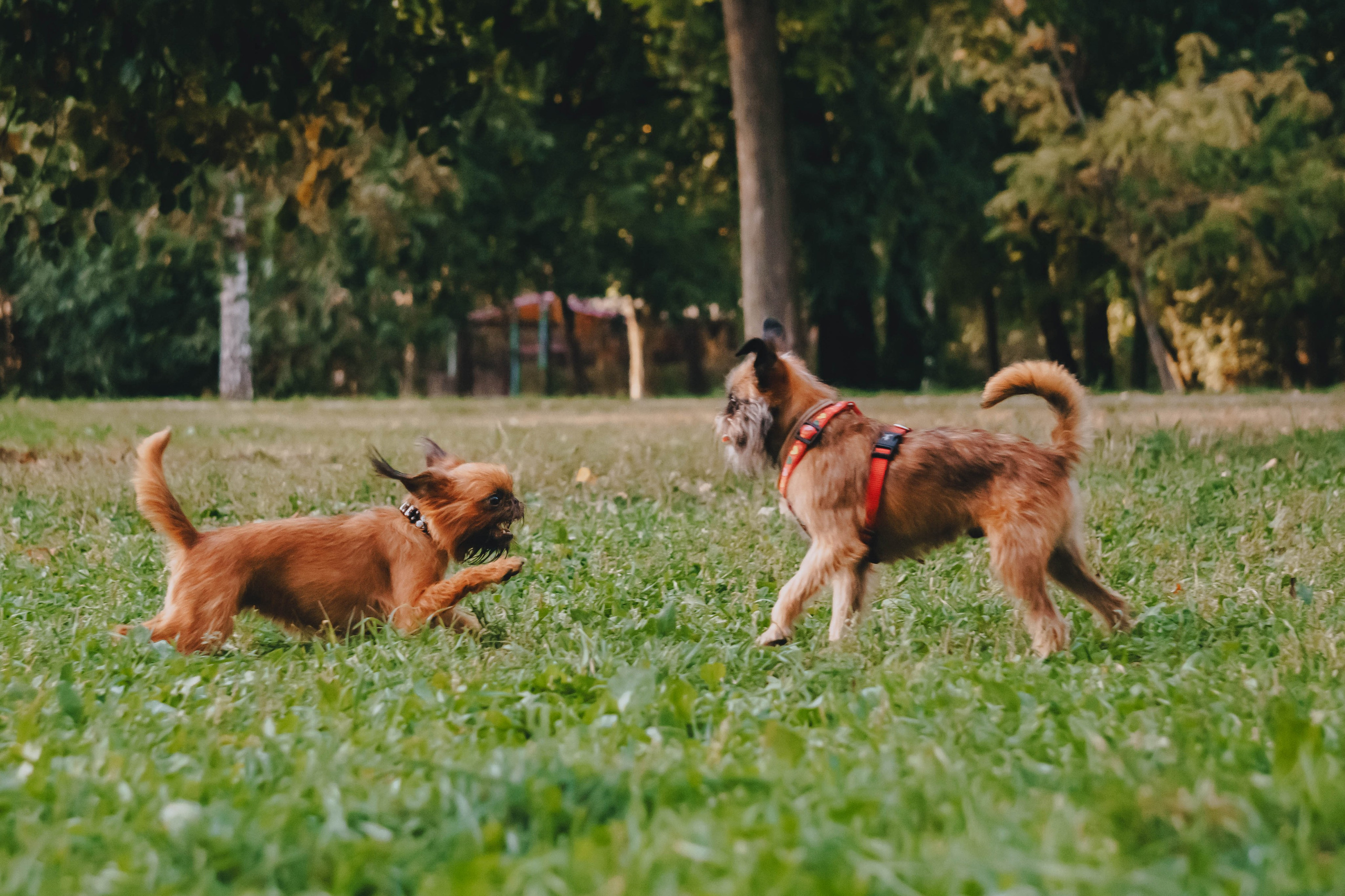 Мини-туса гриффоны и брабансоны. Фотограф-анималист Ксения Воробьева, Москва