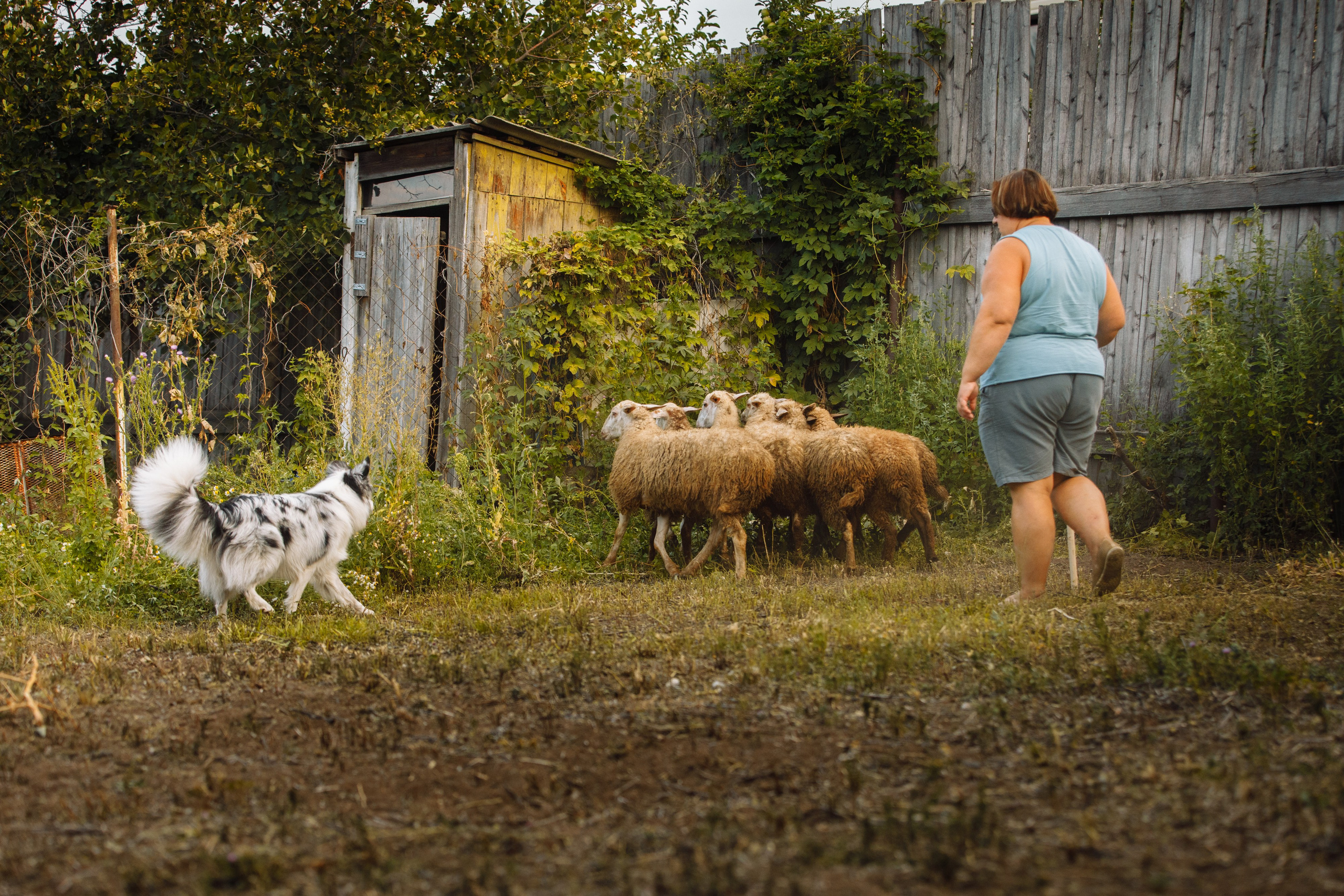 Овечий день. О нас