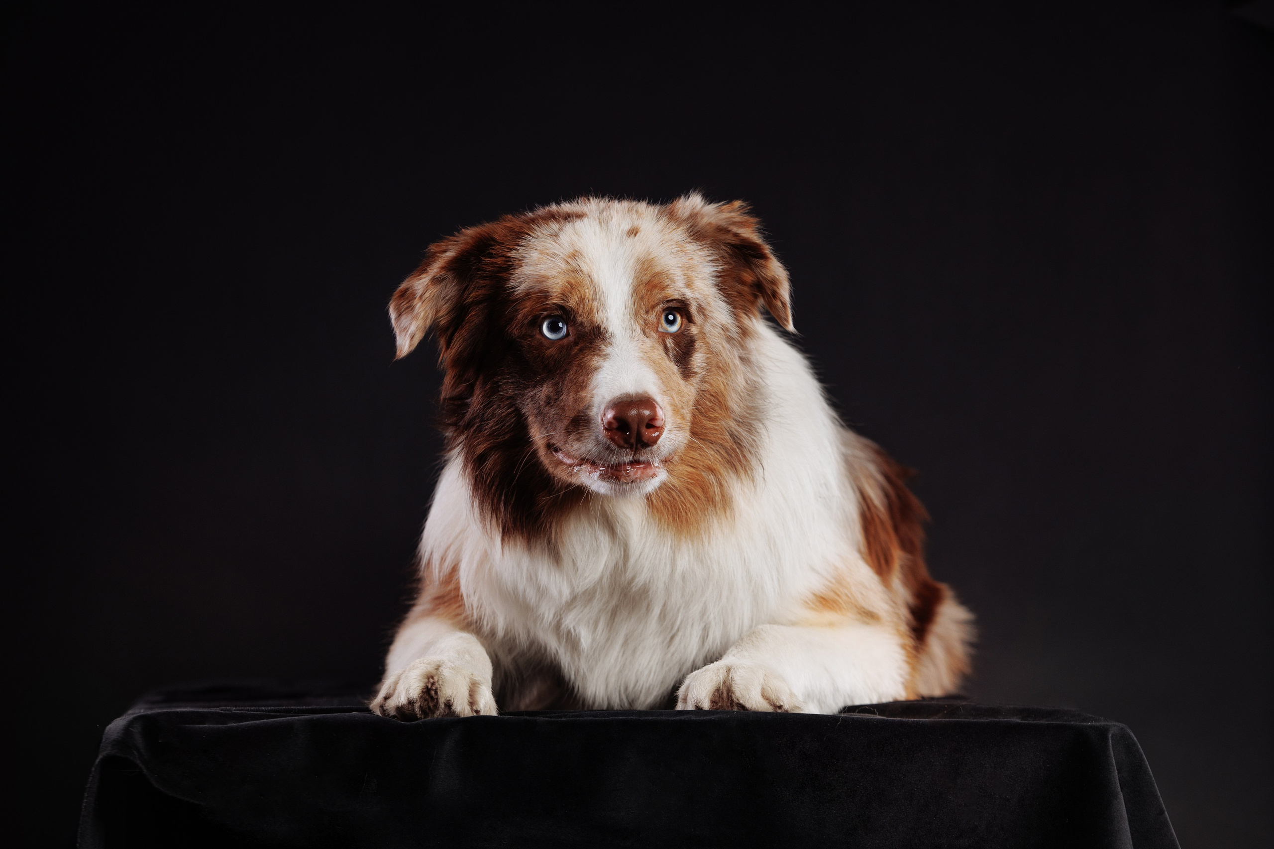 С цыпами. О нас