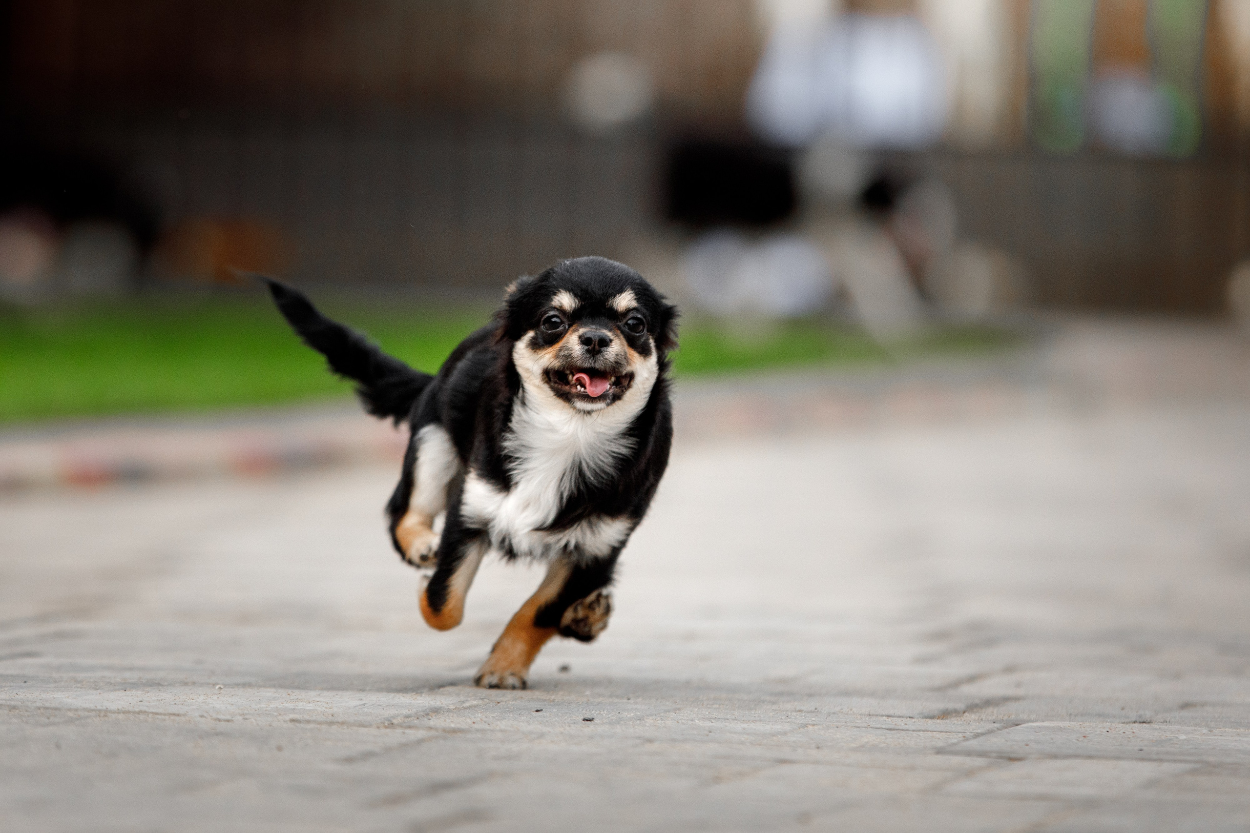Болтовня в саду. О нас