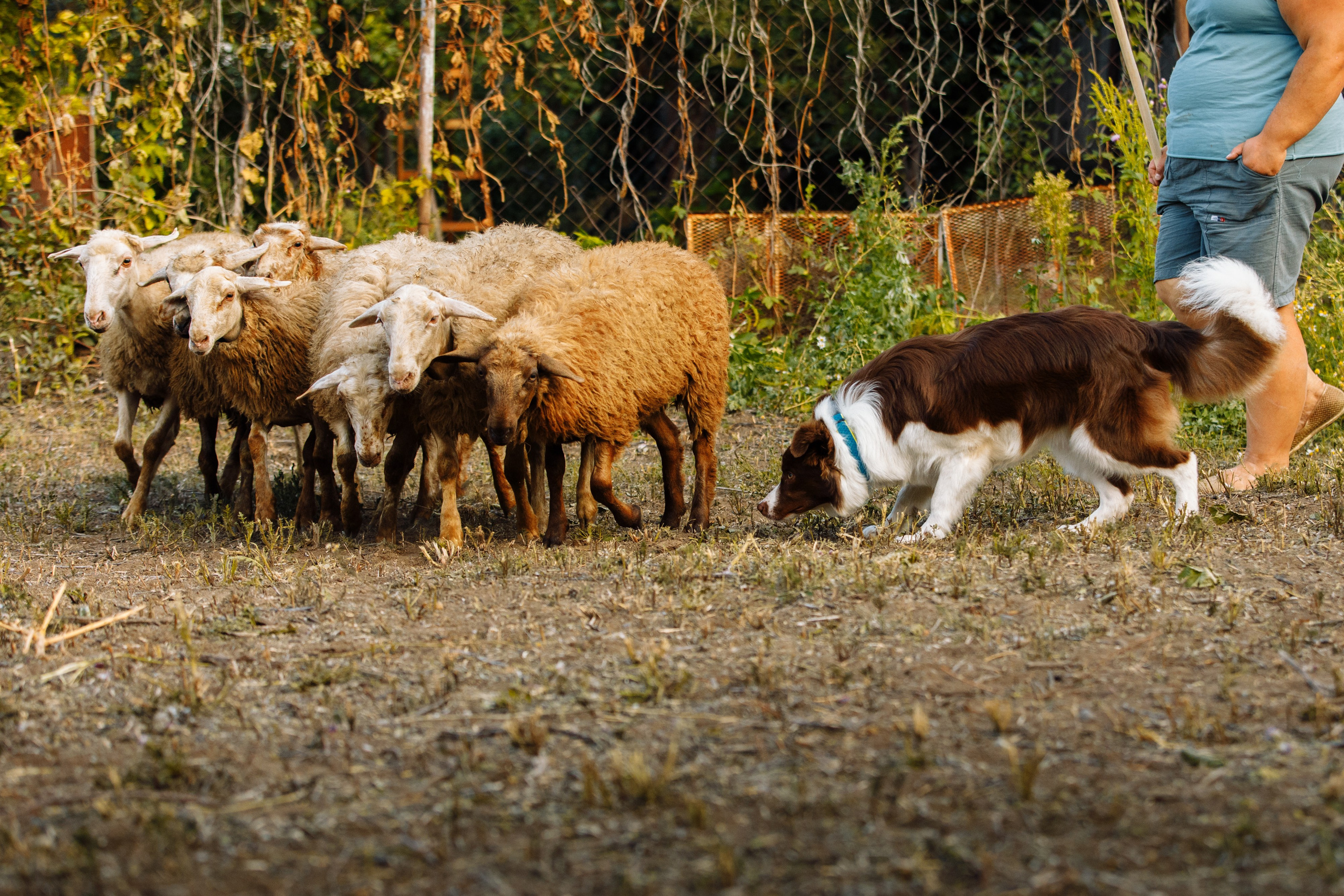 Овечий день. О нас