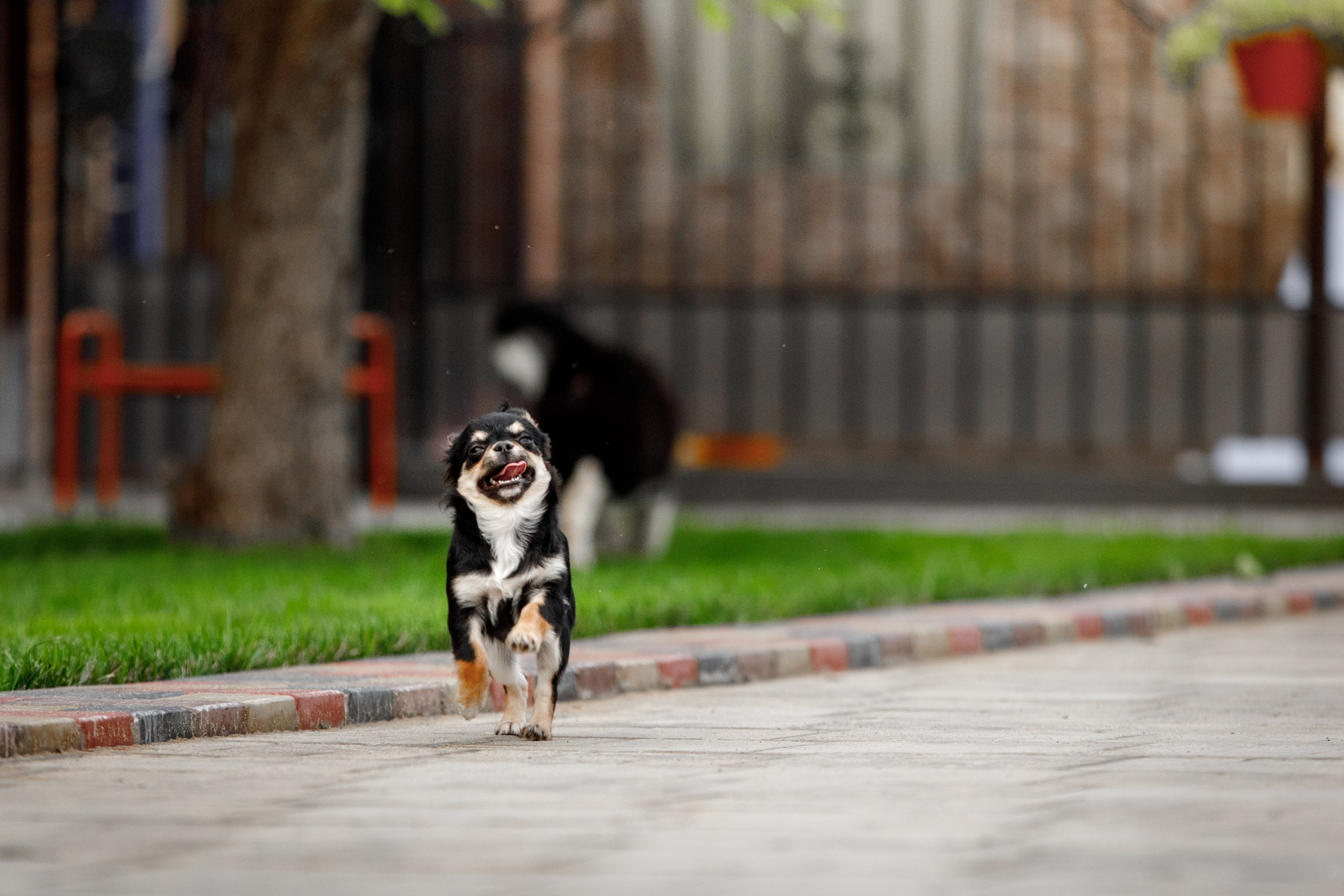 Болтовня в саду. О нас