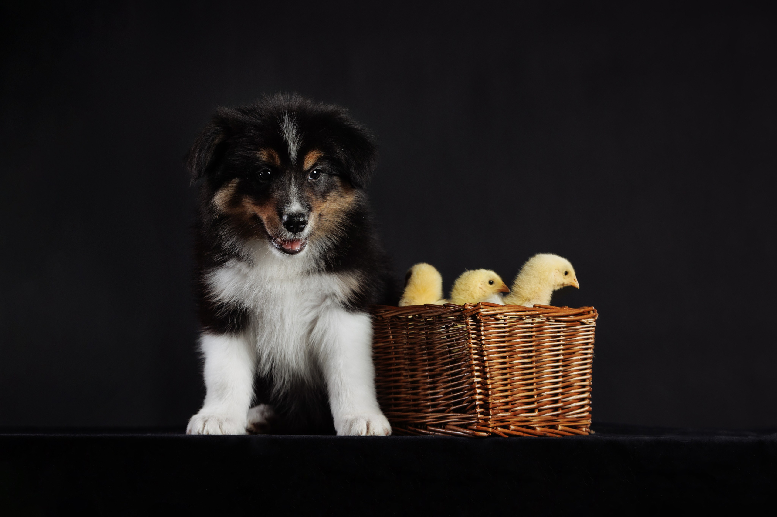 С цыпами. О нас