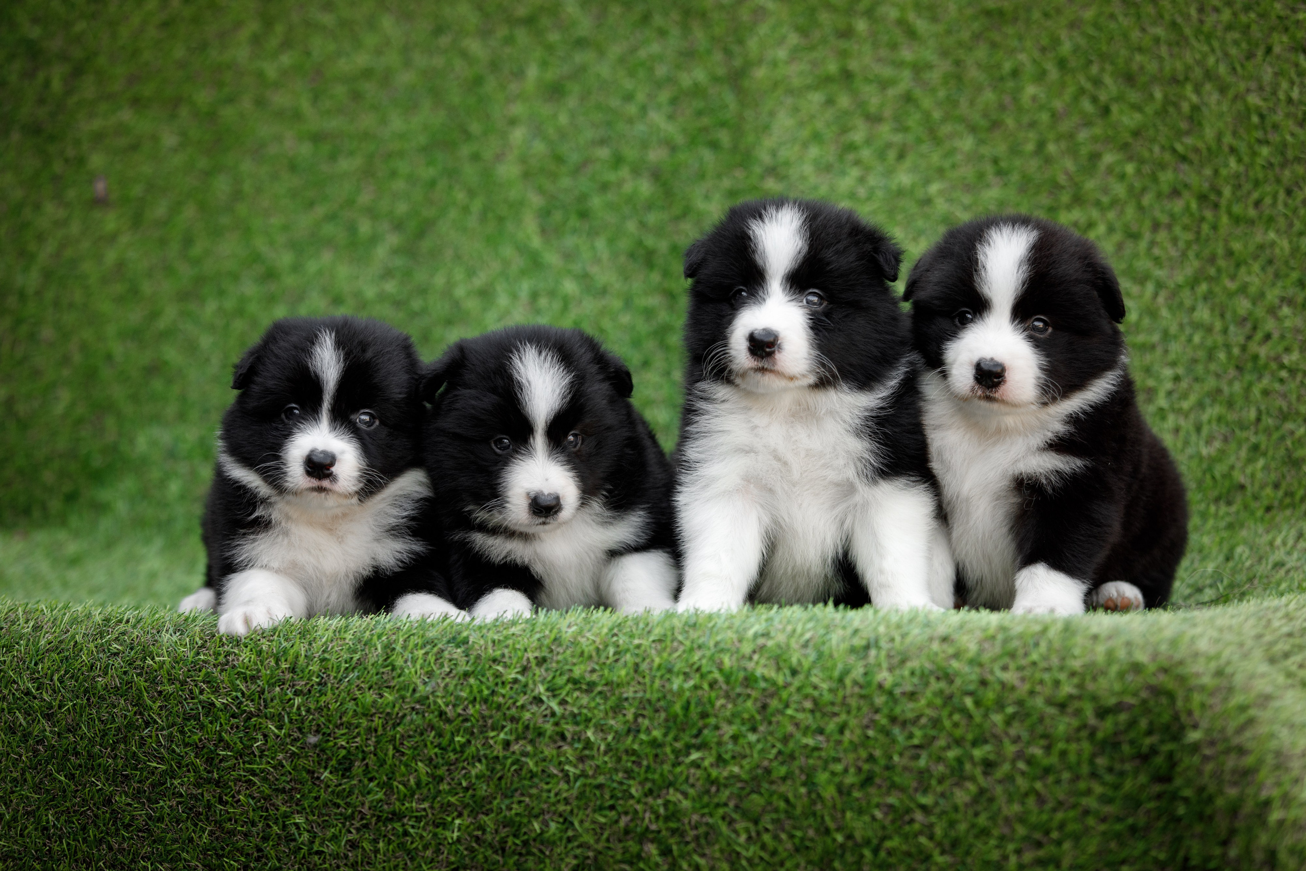 Смешарики. О нас