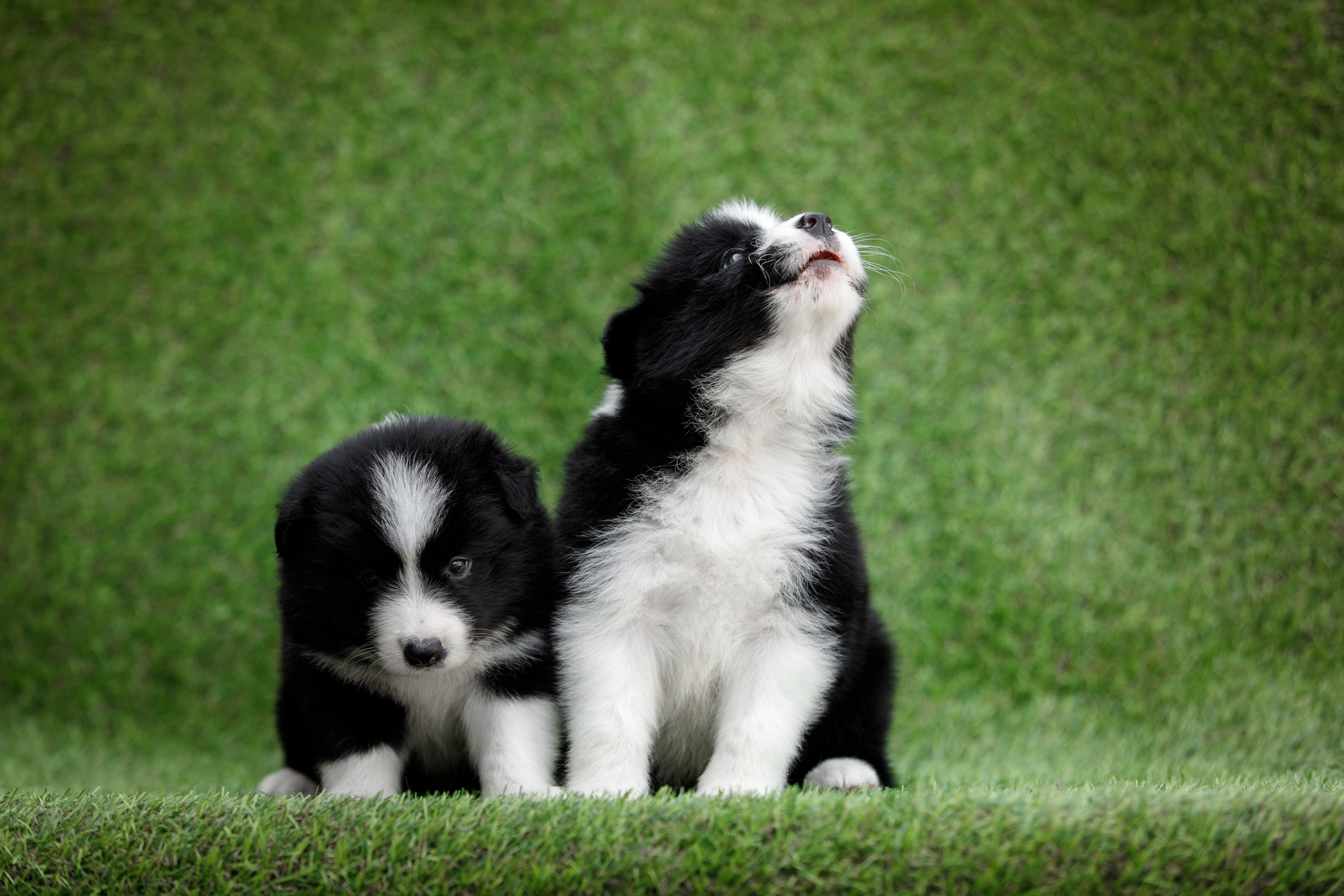 Смешарики. О нас