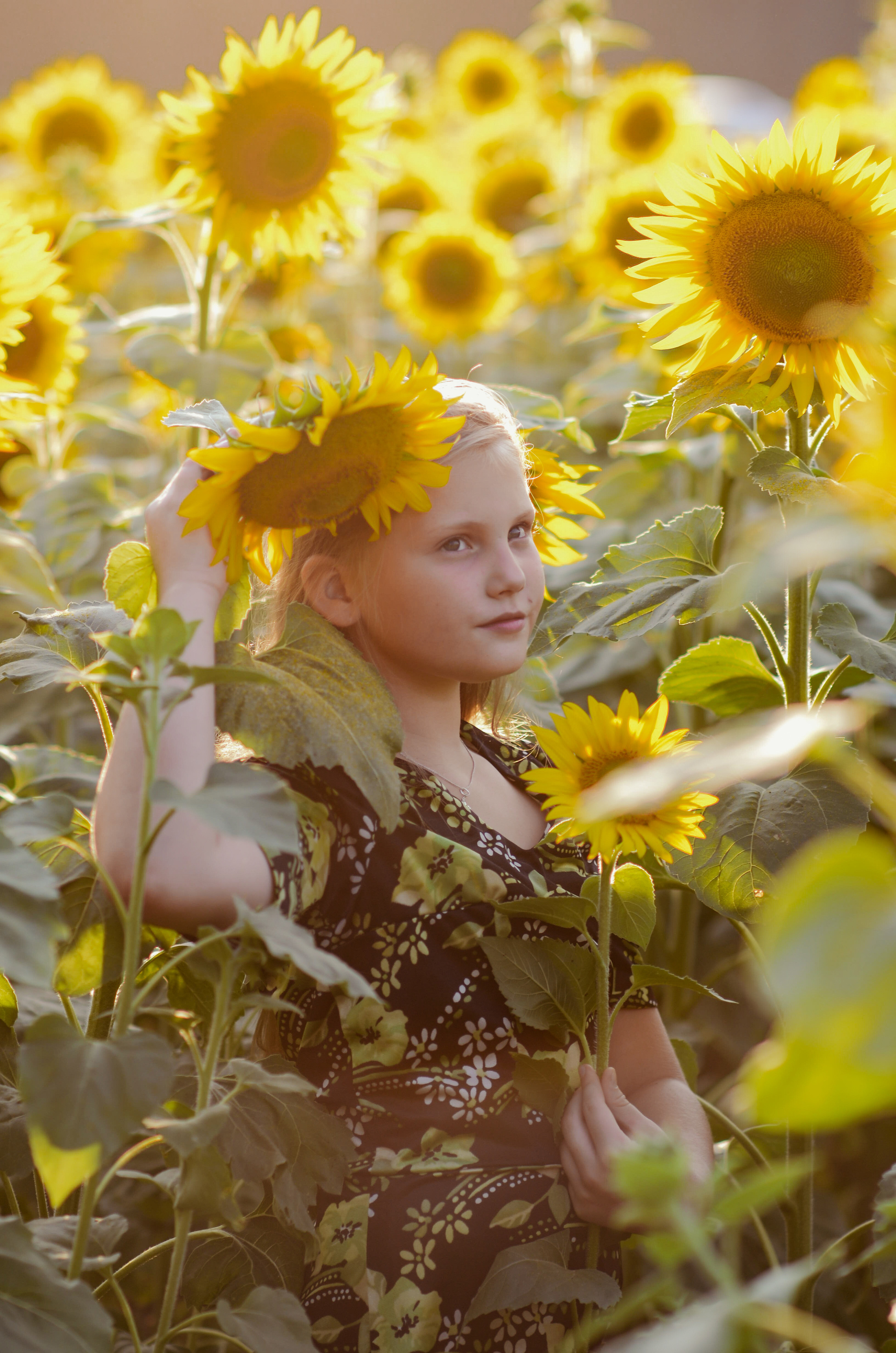 Лето в подсолнухах. Портретный фотограф Алёна Счетчикова