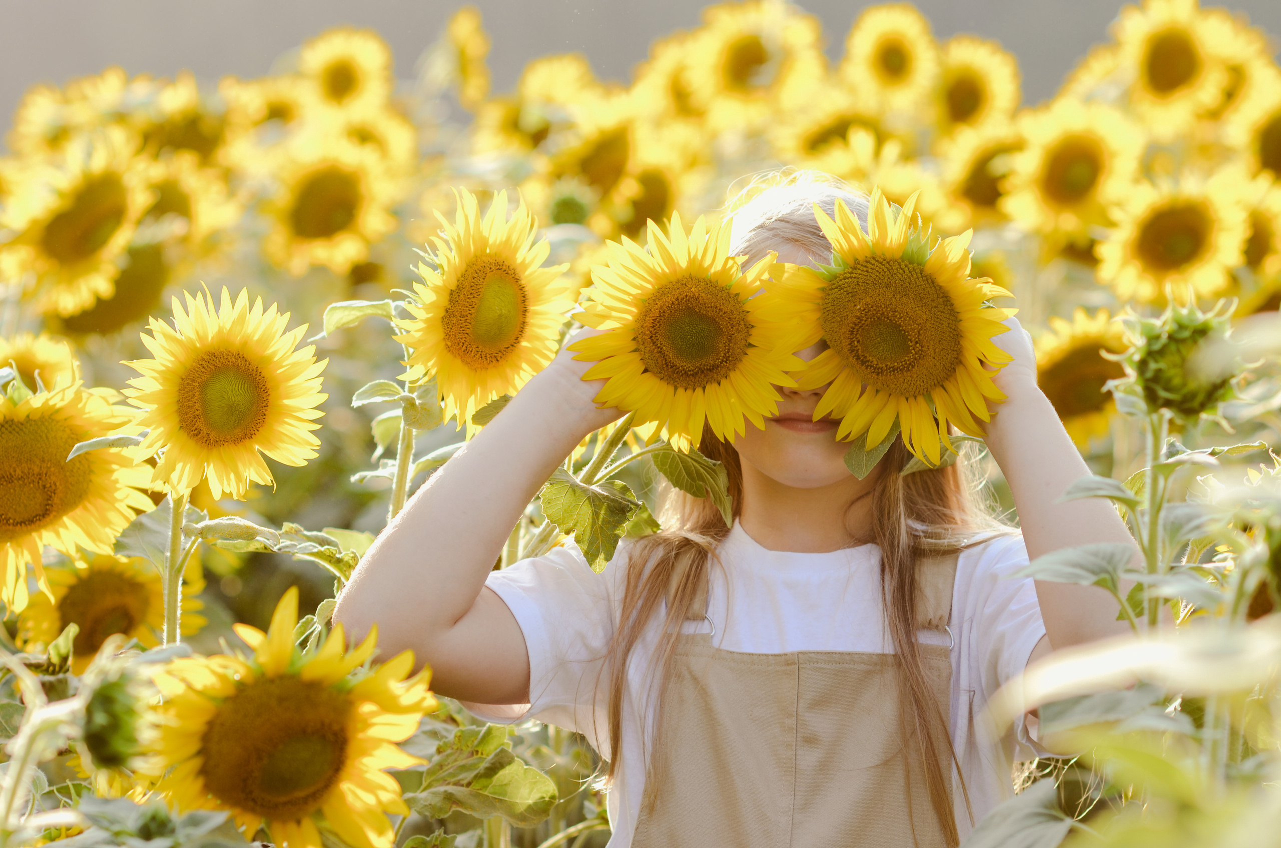 Лето в подсолнухах. Портретный фотограф Алёна Счетчикова