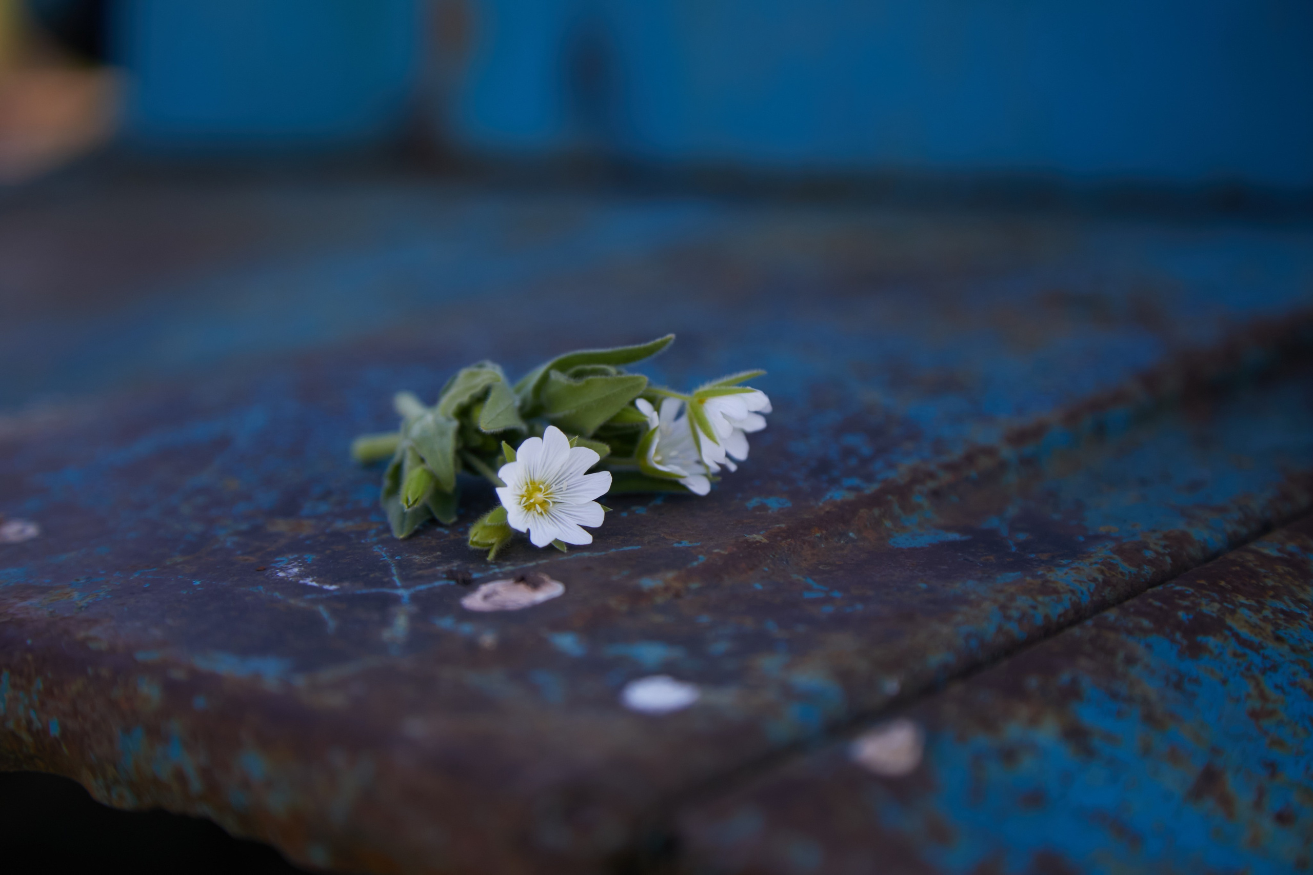 «Трактор». Свадебный и креативный фотограф в ЮФО и МСК