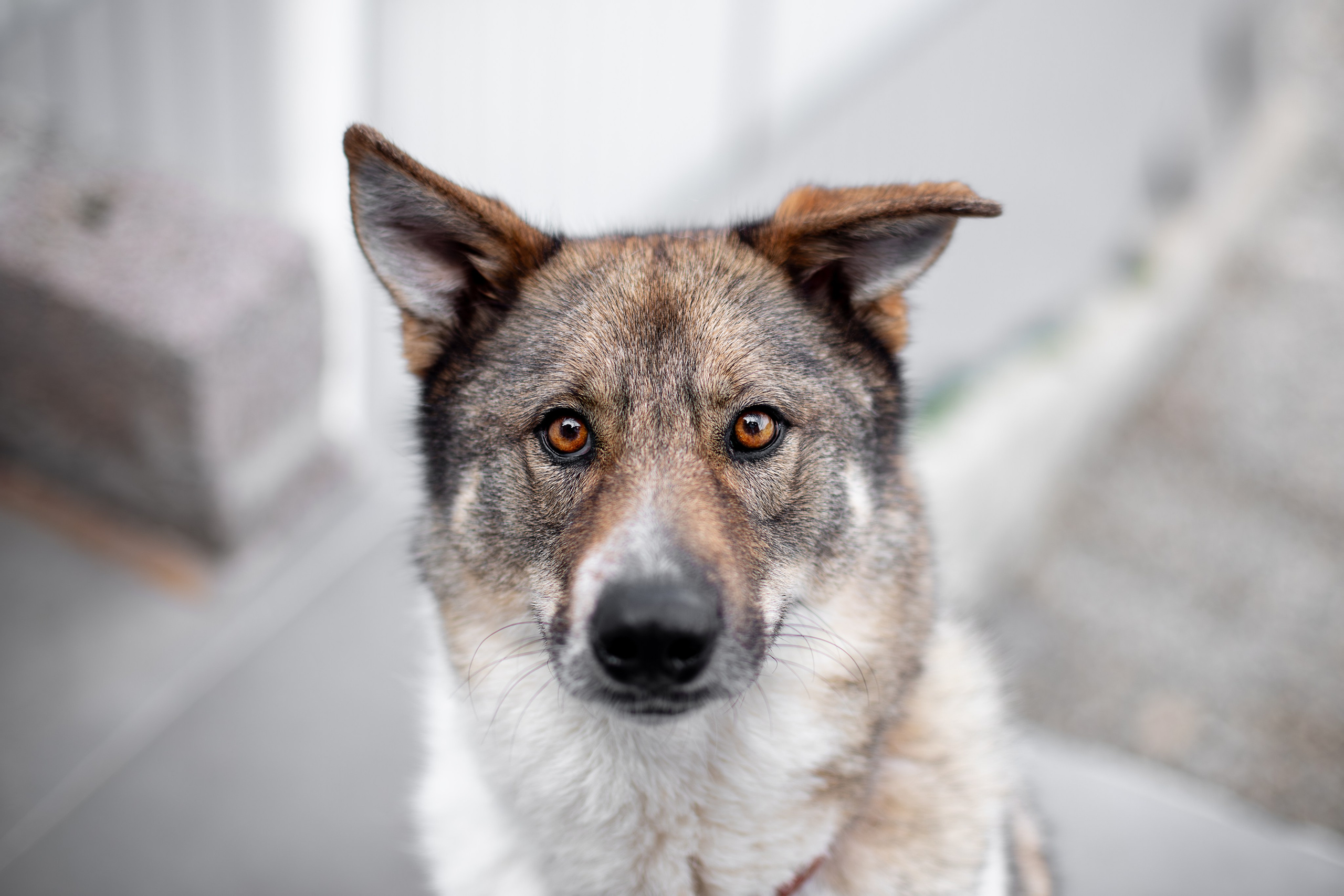 Мини-приют «Возрождение». Ирина Голомб|Фотограф-анималист в  Сочи и Калининграде
