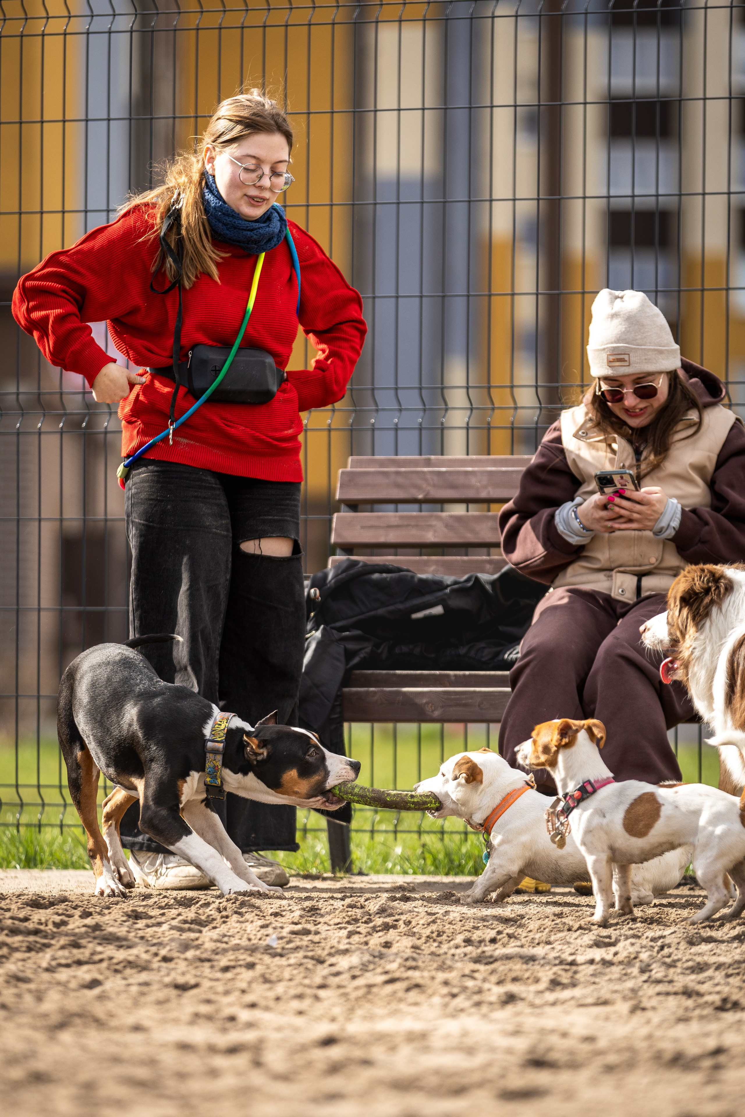 Догтуса 24.03.2024. Ирина Голомб|Фотограф-анималист в  Сочи и Калининграде