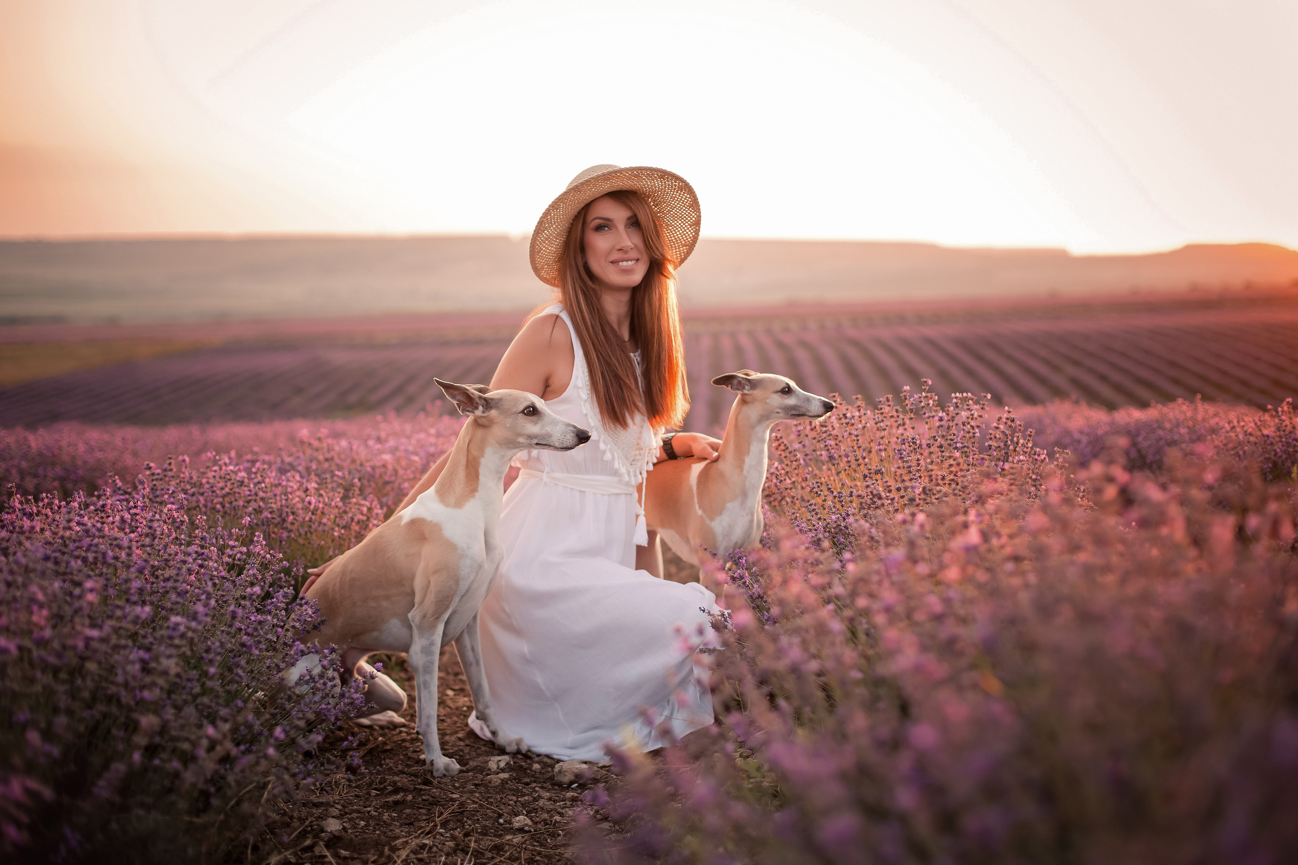 Уиппеты на лавандовом поле в Крыму. Фотограф-анималист в Краснодаре Маша Мельникова