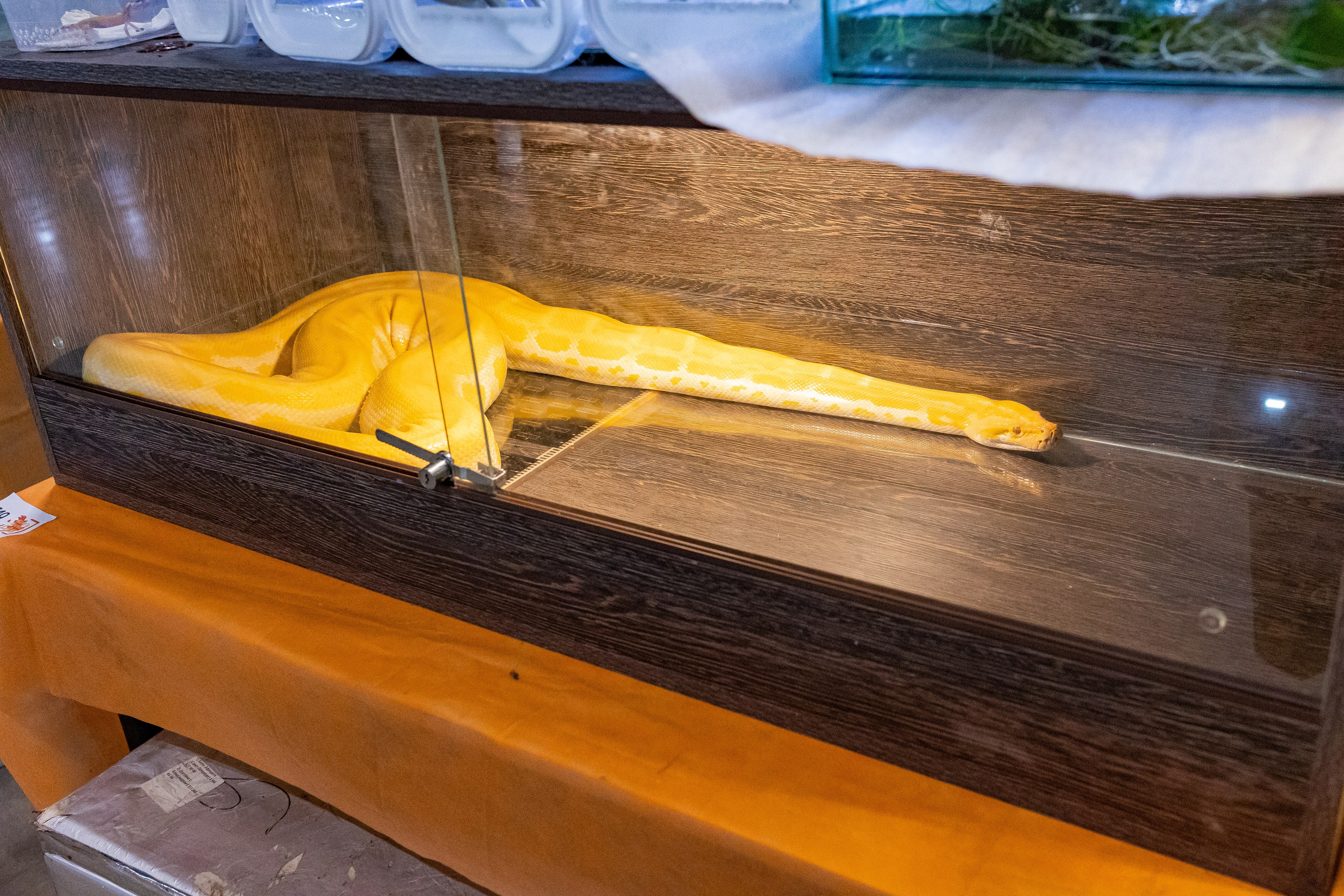 Рептилиум 2024. Александра Куликова фотограф, Москва