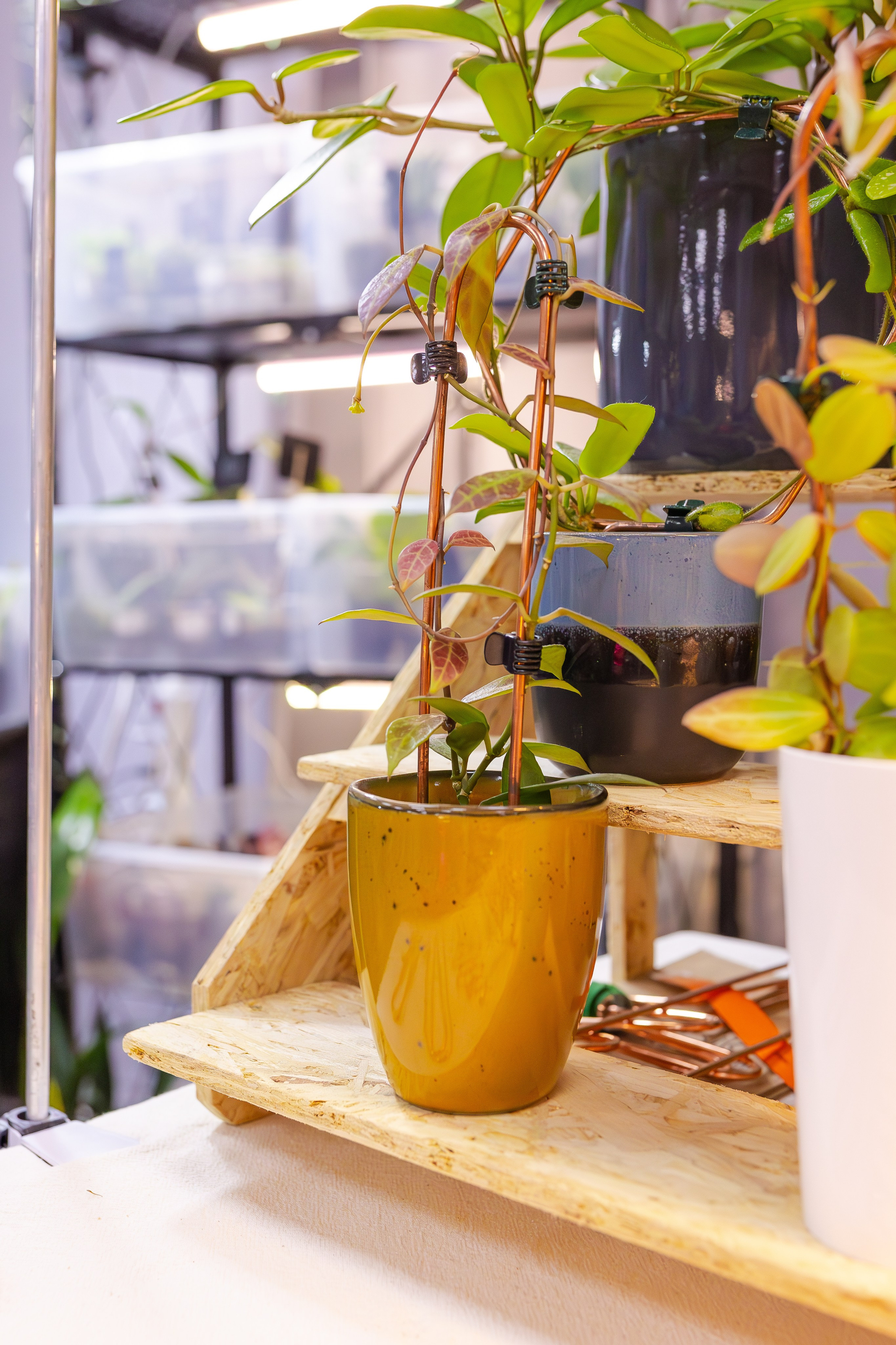 Орхидиум сентябрь 2025. Александра Куликова фотограф, Москва