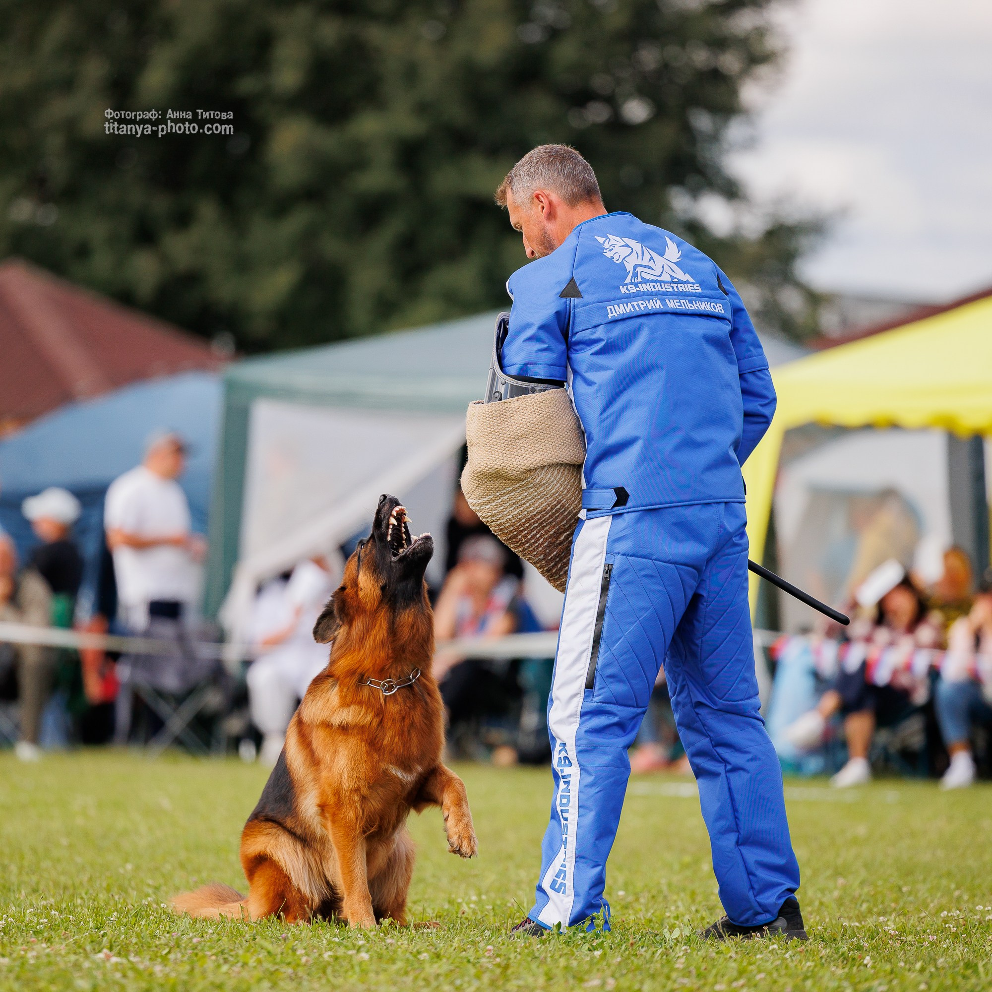 Немецкие овчарки: фото из рингов и вне ринга, мутпроба (фотографии с выставок). Фотограф собак, фотограф-анималист Аня Титова (Titanya). Москва