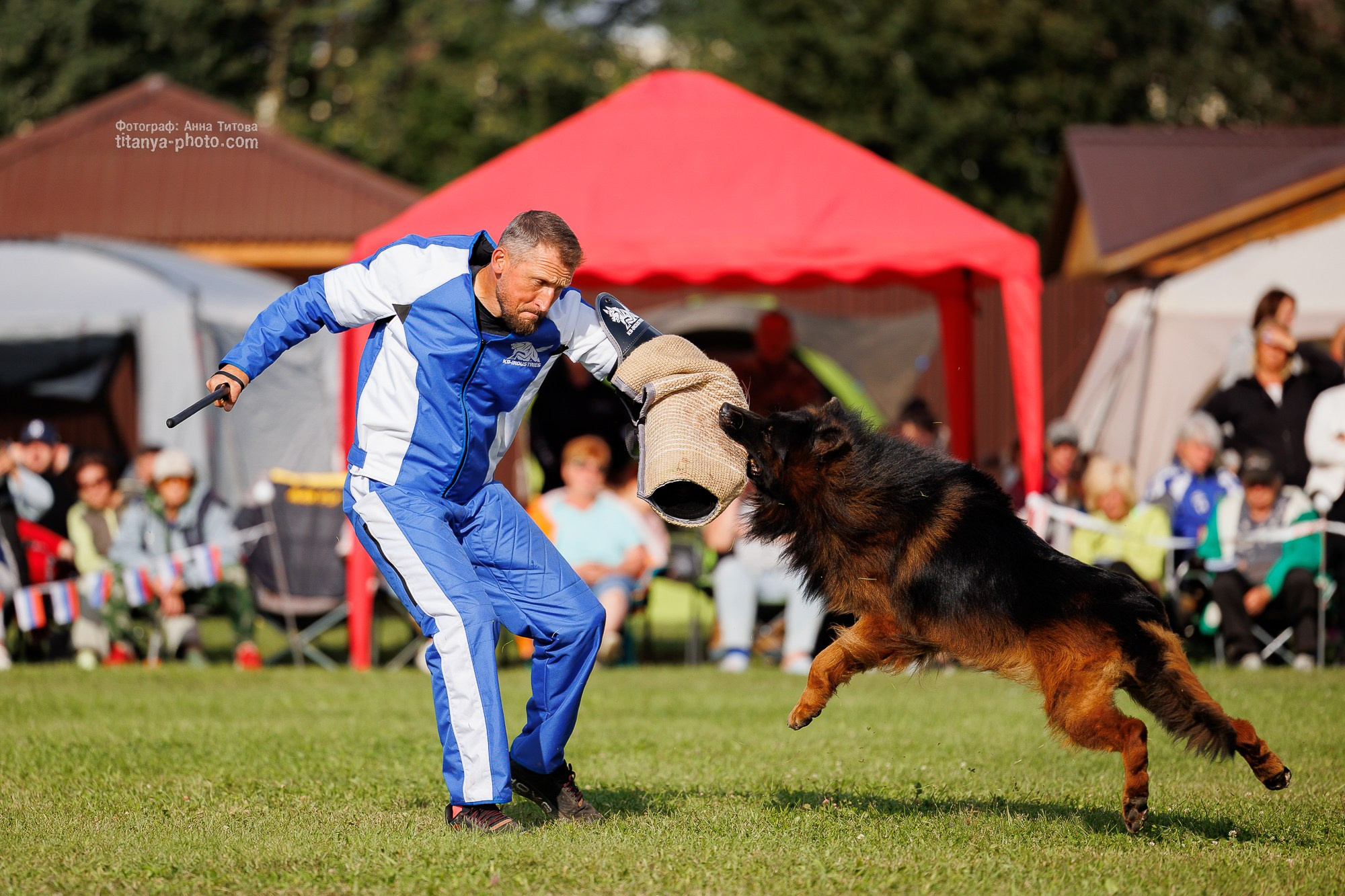 Немецкие овчарки: фото из рингов и вне ринга, мутпроба (фотографии с выставок). Фотограф собак, фотограф-анималист Аня Титова (Titanya). Москва