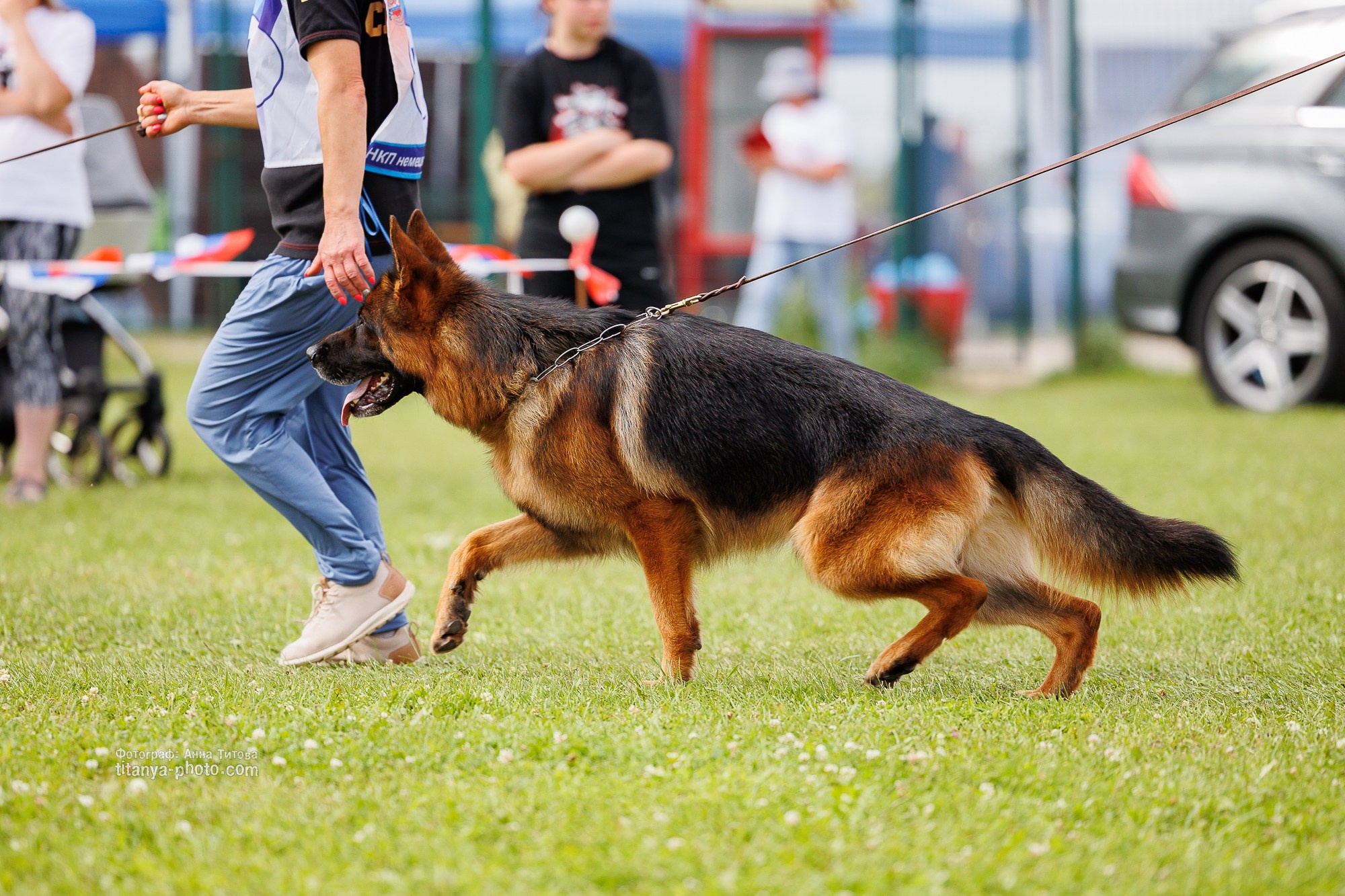 Немецкие овчарки: фото из рингов и вне ринга, мутпроба (фотографии с выставок). Фотограф собак, фотограф-анималист Аня Титова (Titanya). Москва