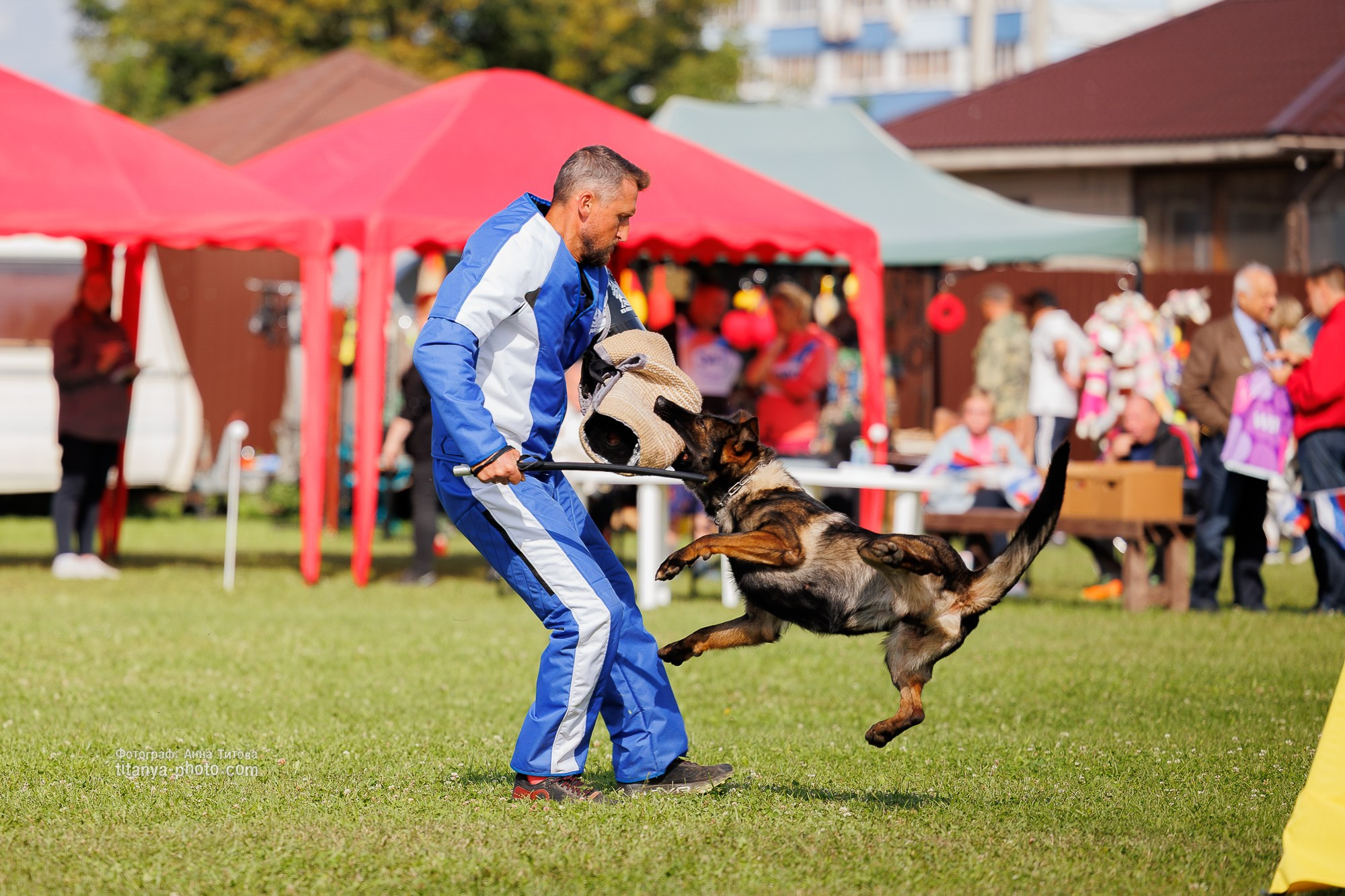 Немецкие овчарки: фото из рингов и вне ринга, мутпроба (фотографии с выставок). Фотограф собак, фотограф-анималист Аня Титова (Titanya). Москва