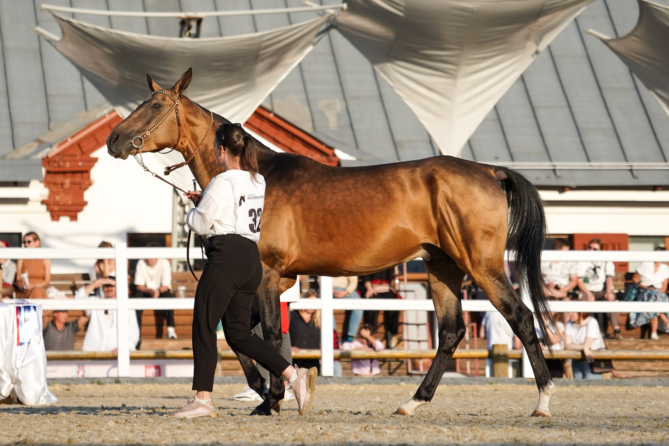 Чемпионат лошадей чистокровной ахалтекинской породы «КУБОК РОССИИ — 2024». Фотограф-анималист, портретный фотограф в Чебоксарах Мария Садыкова