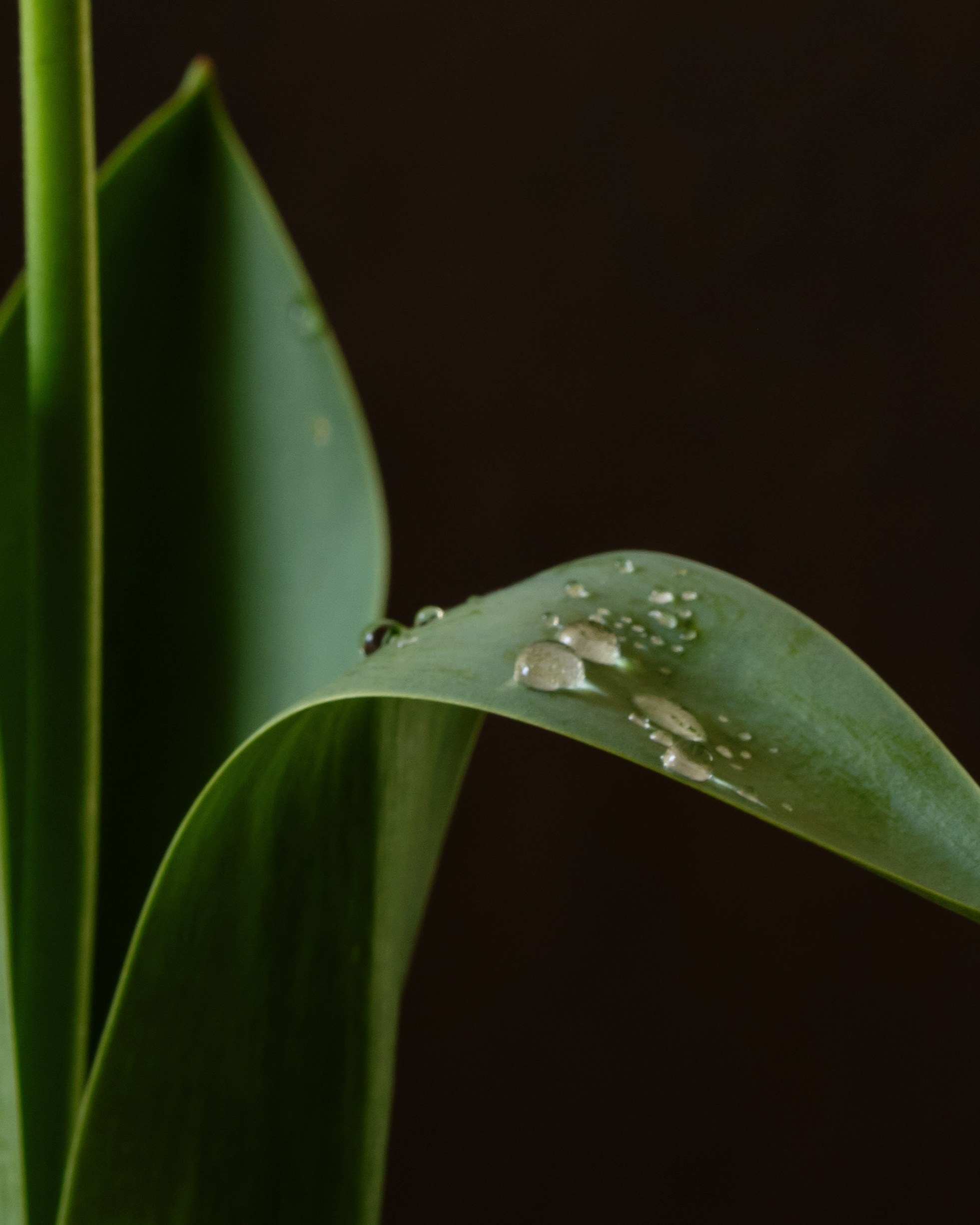 Golden Tulip. Author’s fine art prints with international delivery