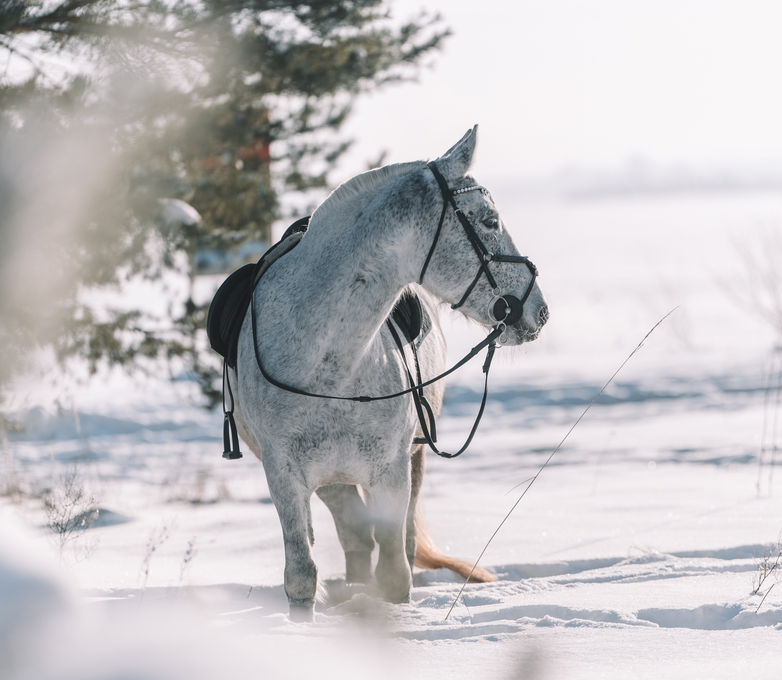 Аренда лошадей для фотосессии в Петрозаводске. Фотограф Варвара Ермоленко