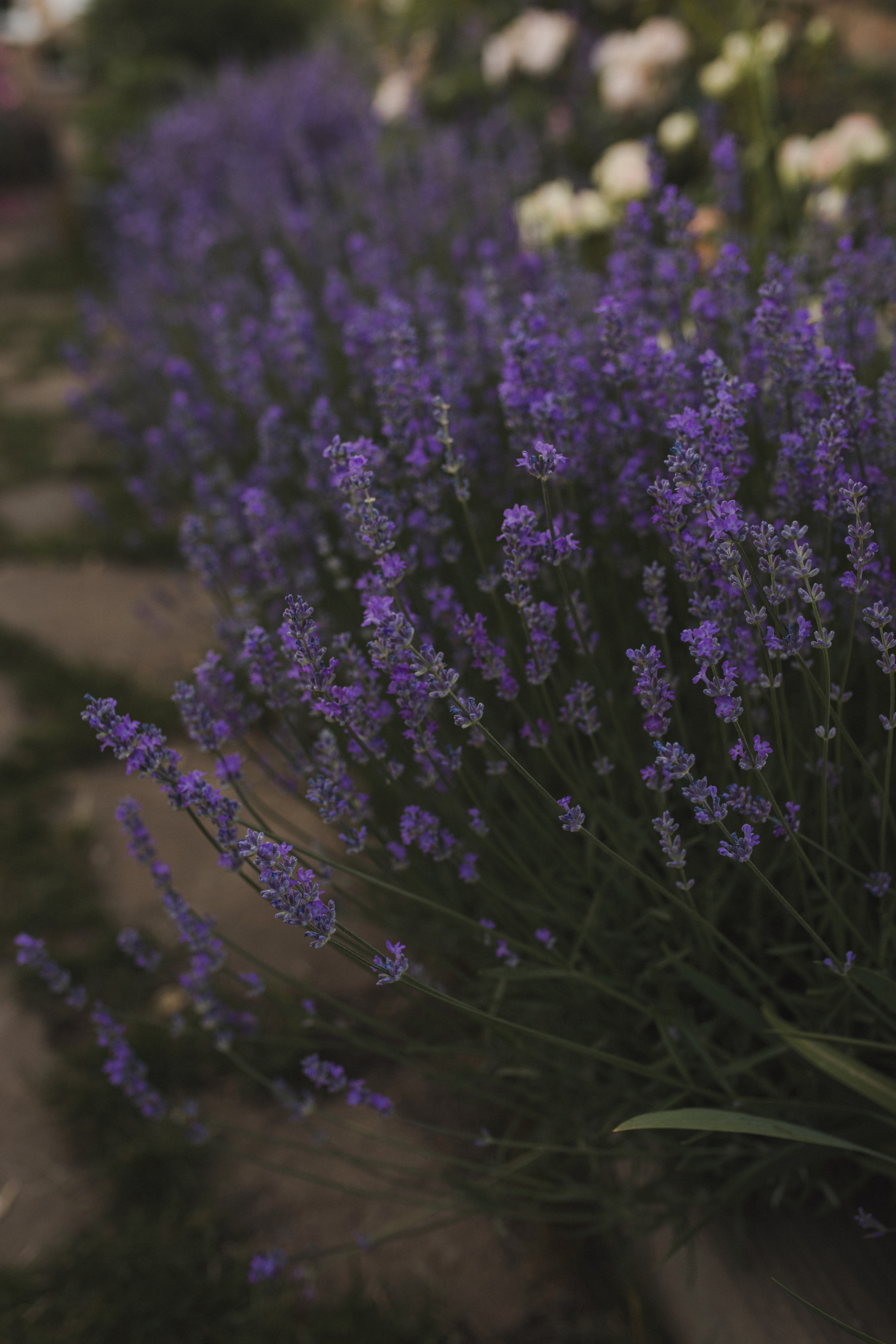 Эдик, Света и Амелия. Свадебный и семейный фотограф в Белгороде Евгения Курочкина