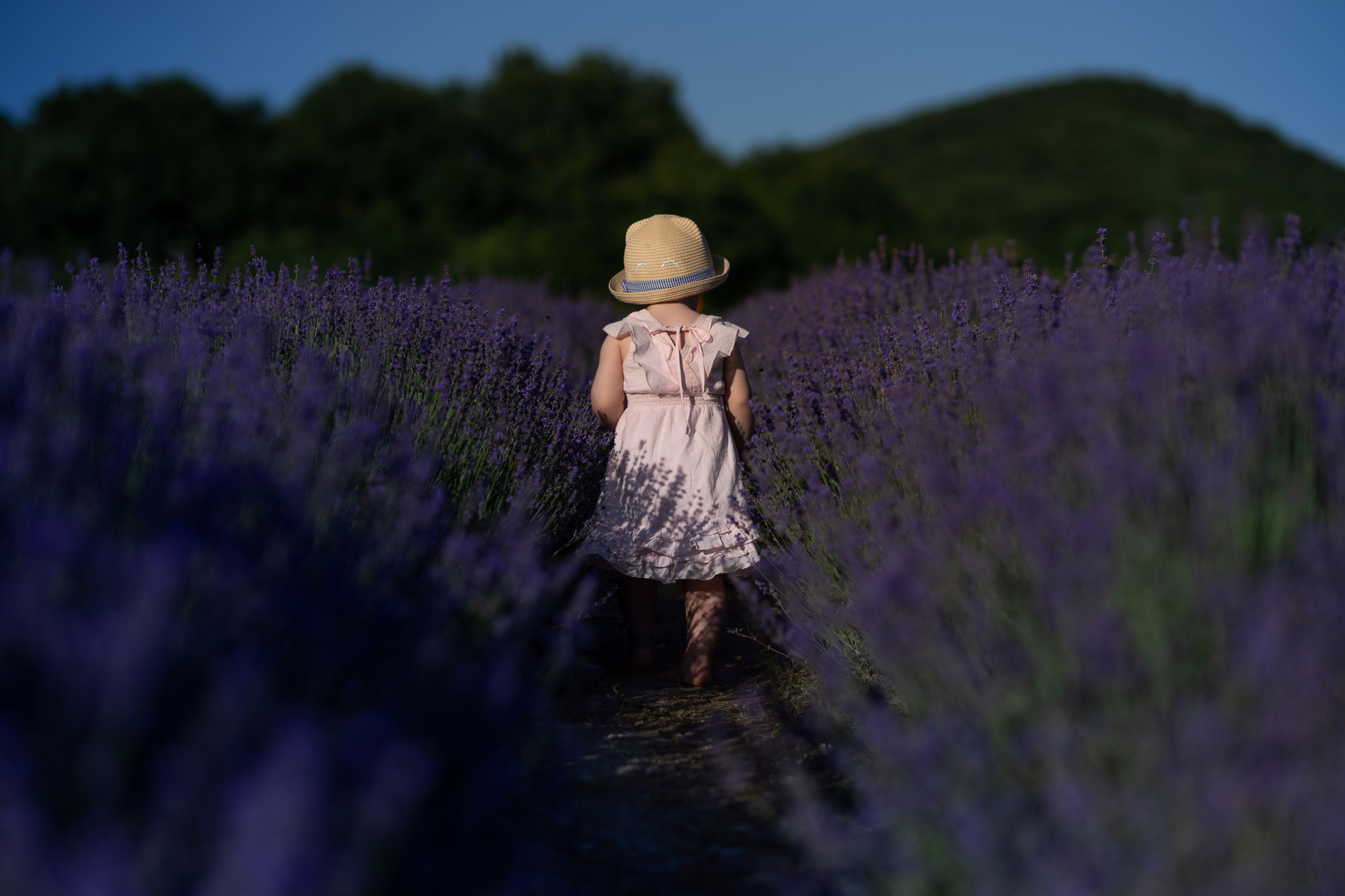 Однажды в лаванде. Семейный и женский фотограф в Москве и Ставрополе Эвелина Багдасарова