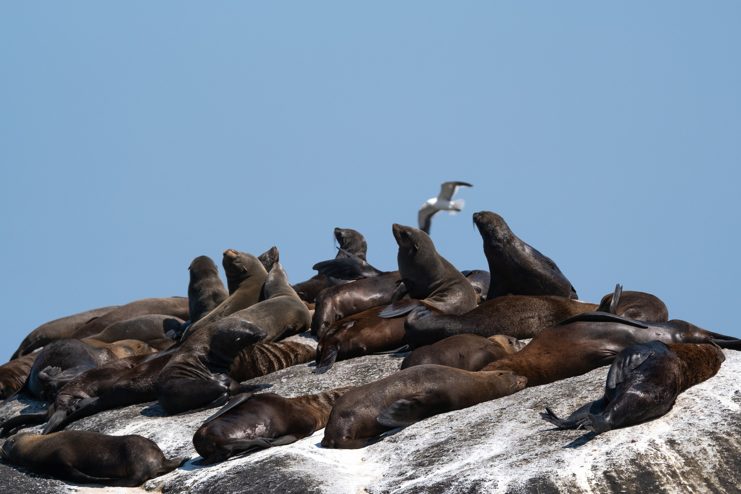 Морские котики и закат. Фотографии из путешествий