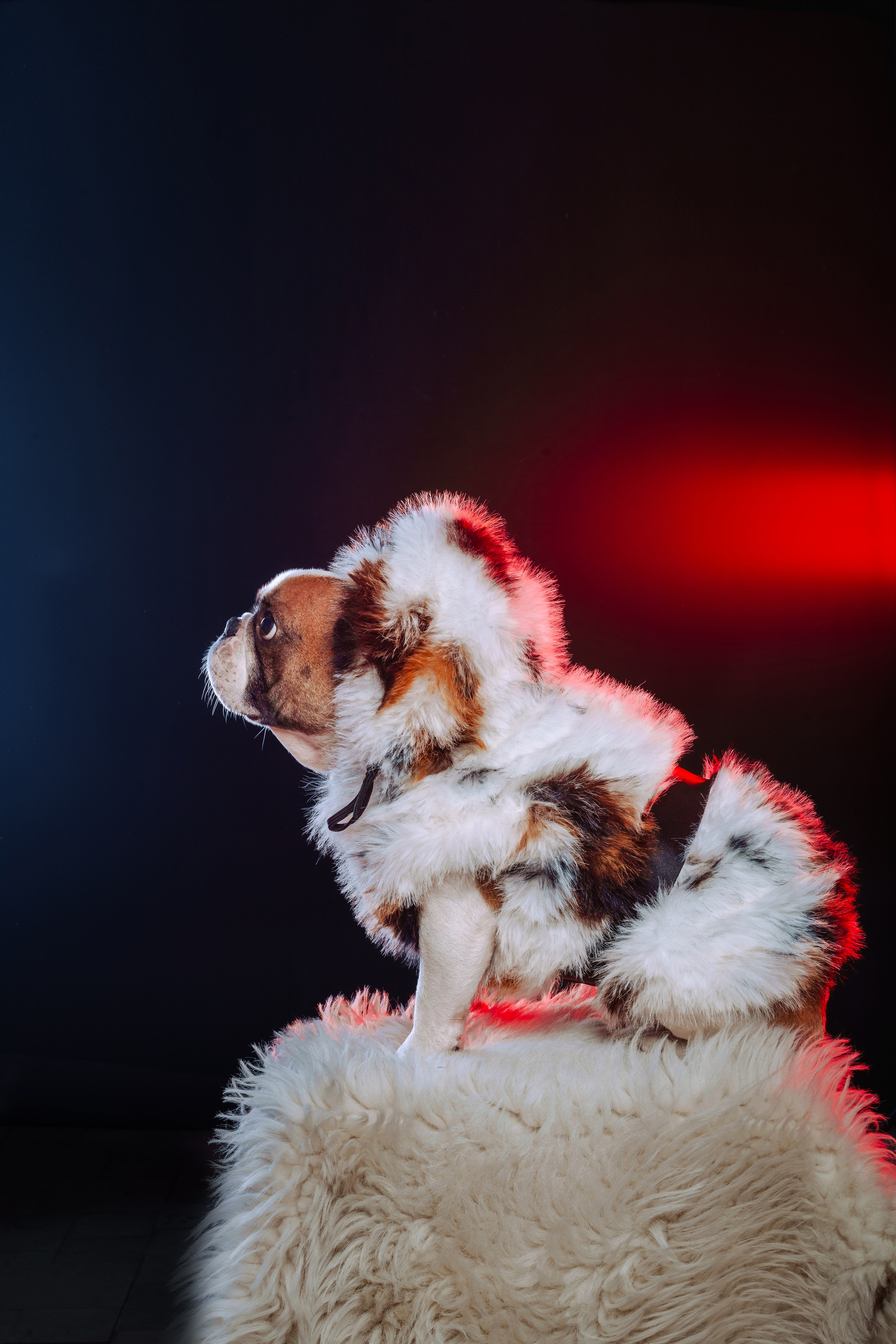 Студийная фотосессия с цветным светом. Фотограф-анималист Татьяна Степанова