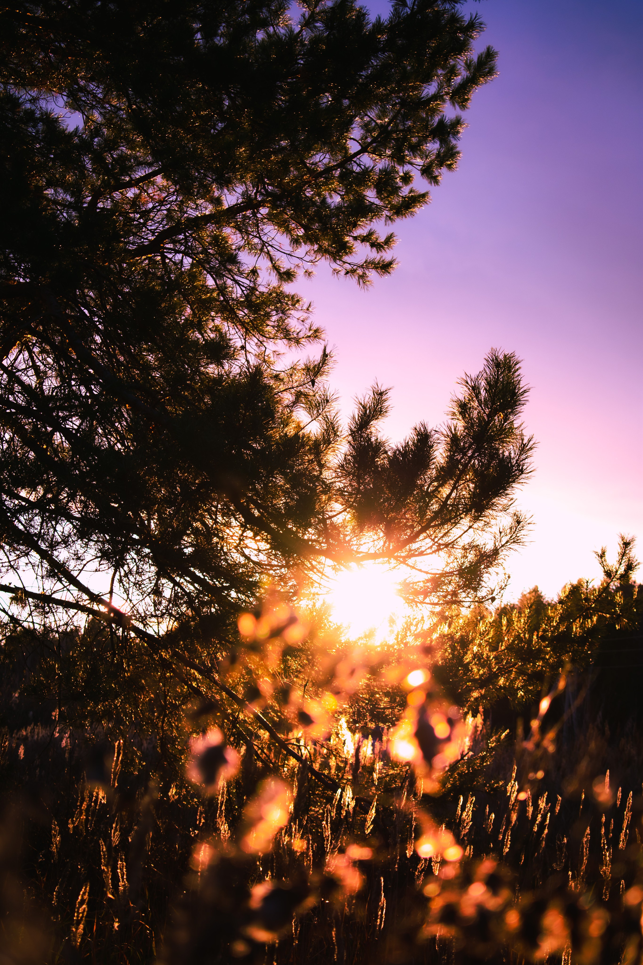 лес на фоне заката