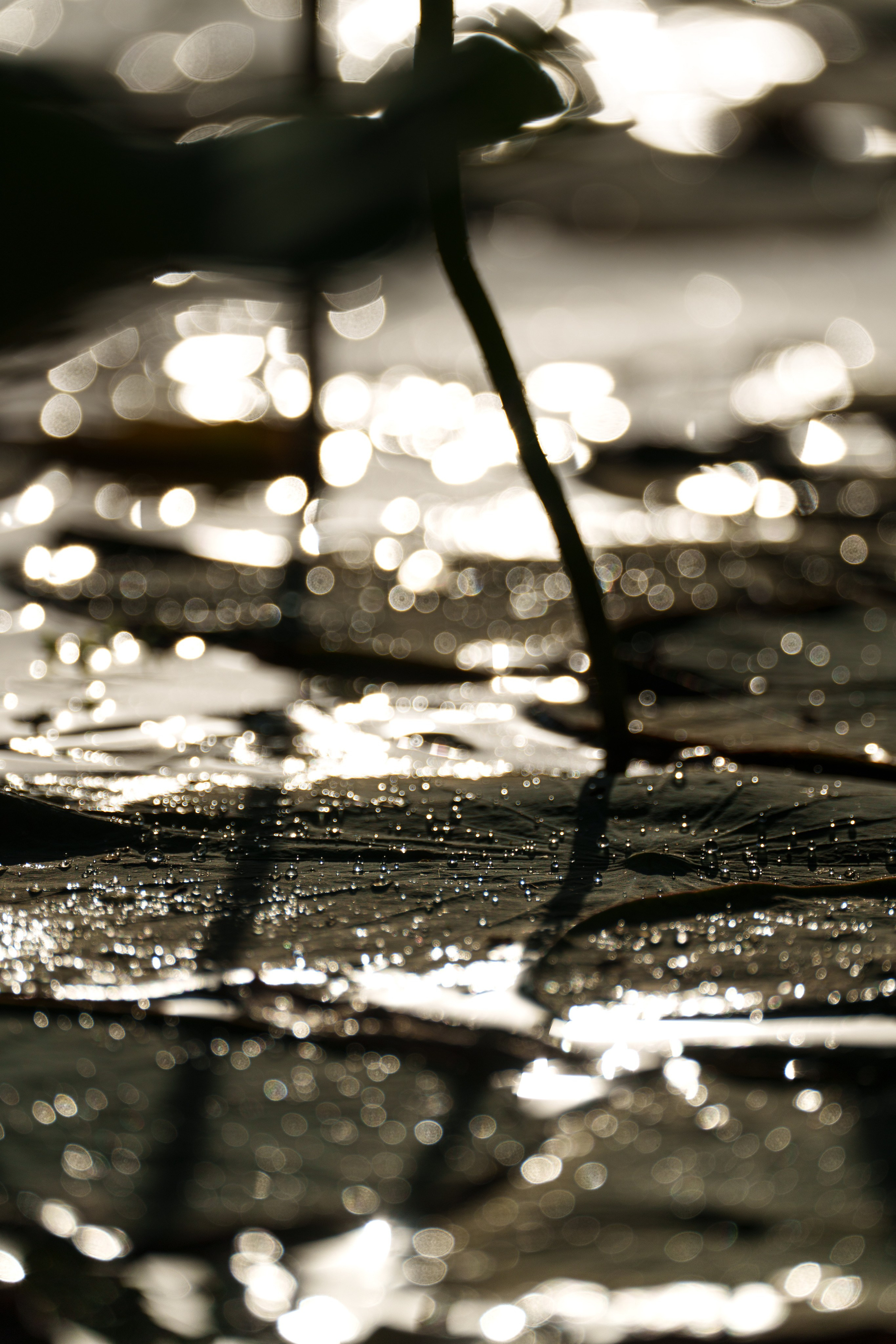 Золотые лотосы. Июль