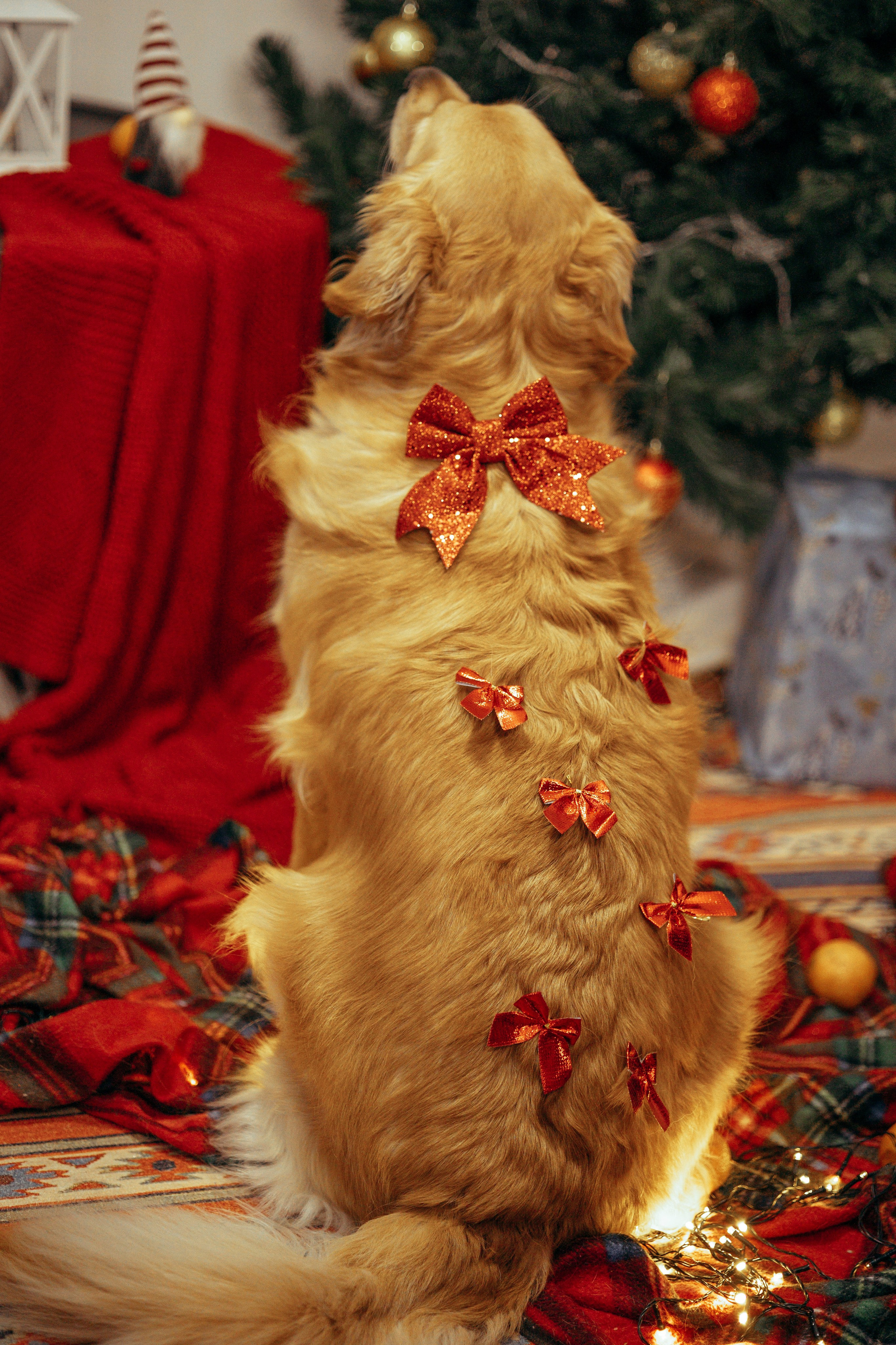 Новогодняя съемка с собакой. Анастасия Белаш