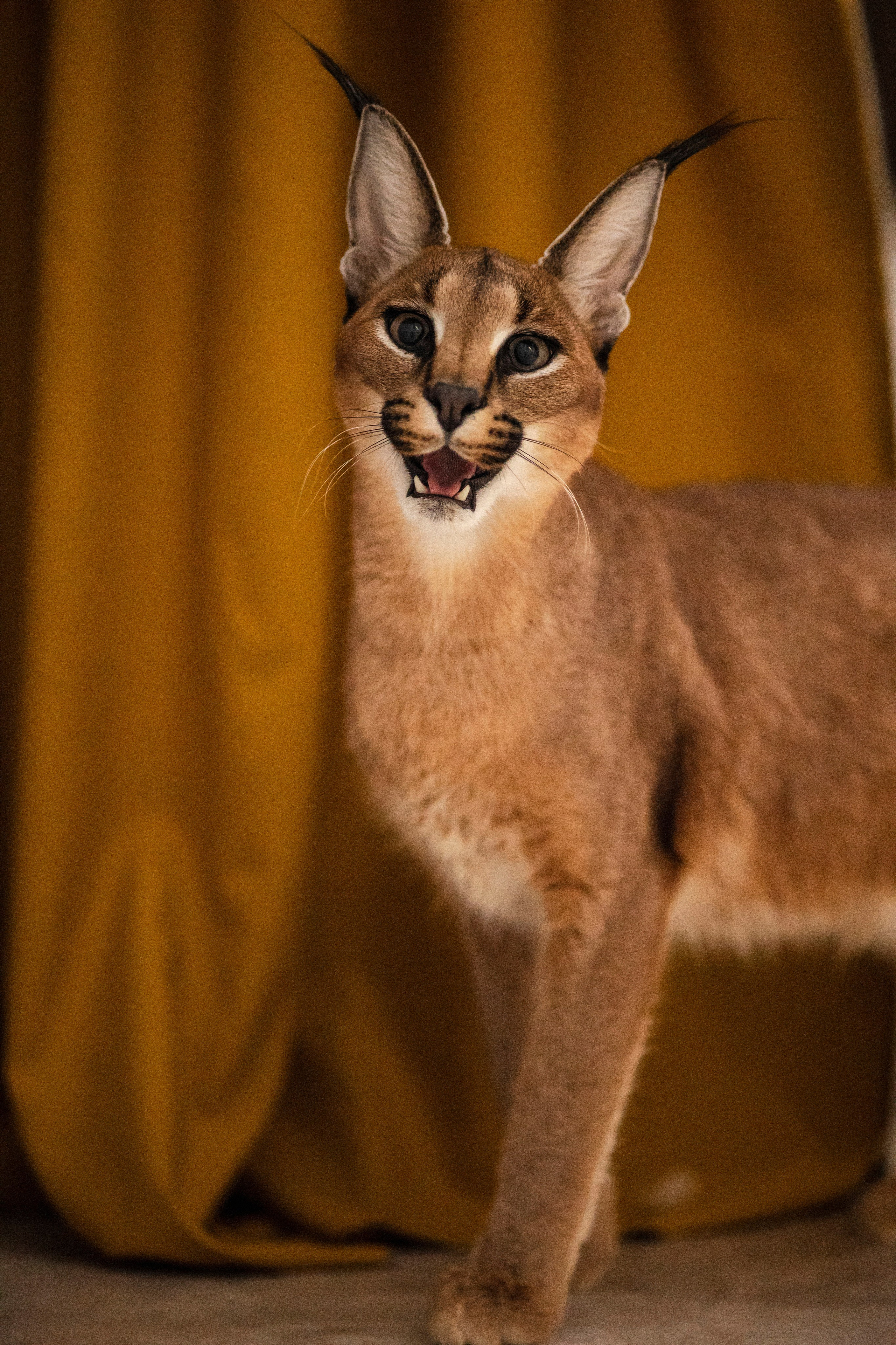 Съемка с лисами. Анастасия Белаш