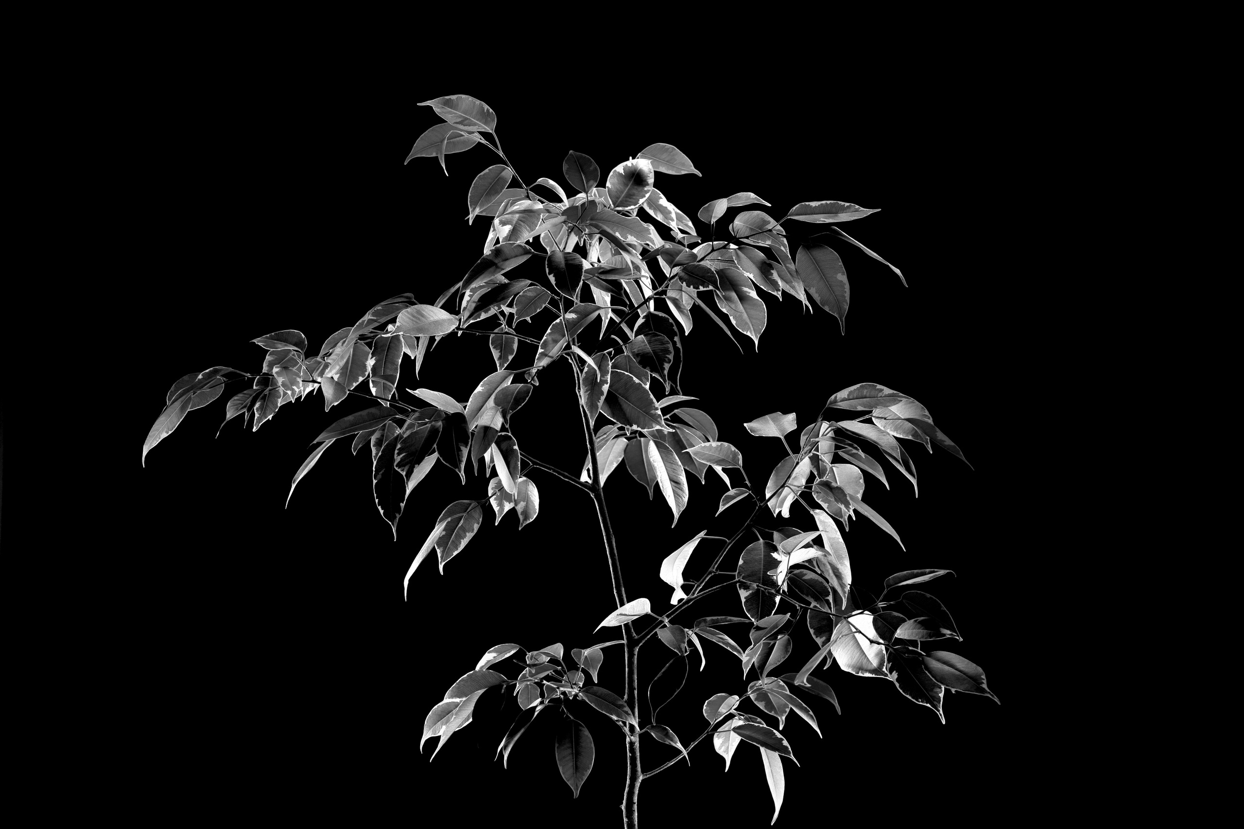 ЧЕРНО-БЕЛЫЕ ФОТОГРАФИИ. Никита Аничкин фото и видео оператор из России