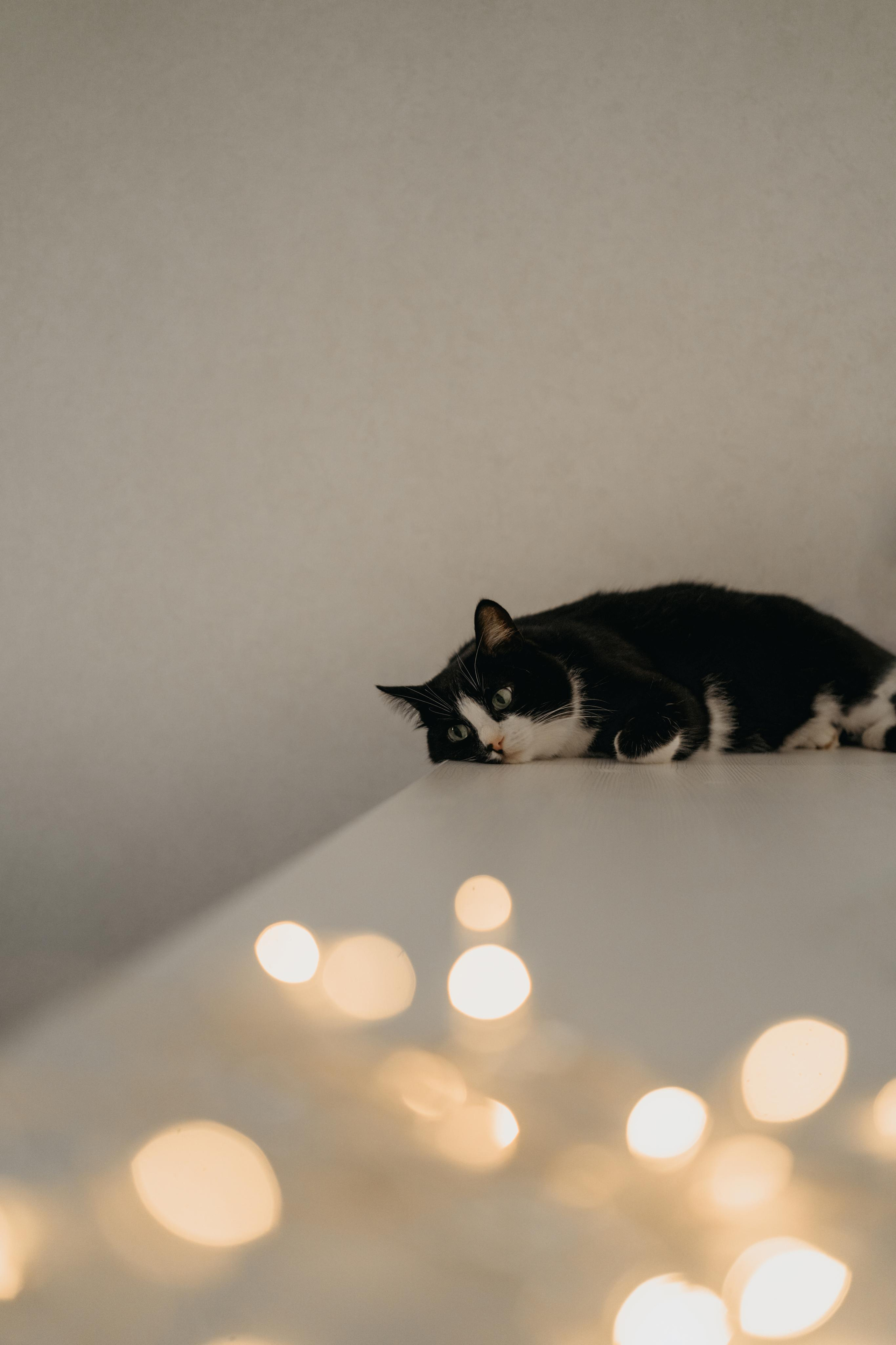 Настя, Кирилл и Маруся. Свадебный и семейный фотограф в Калининграде Алина Свиклан