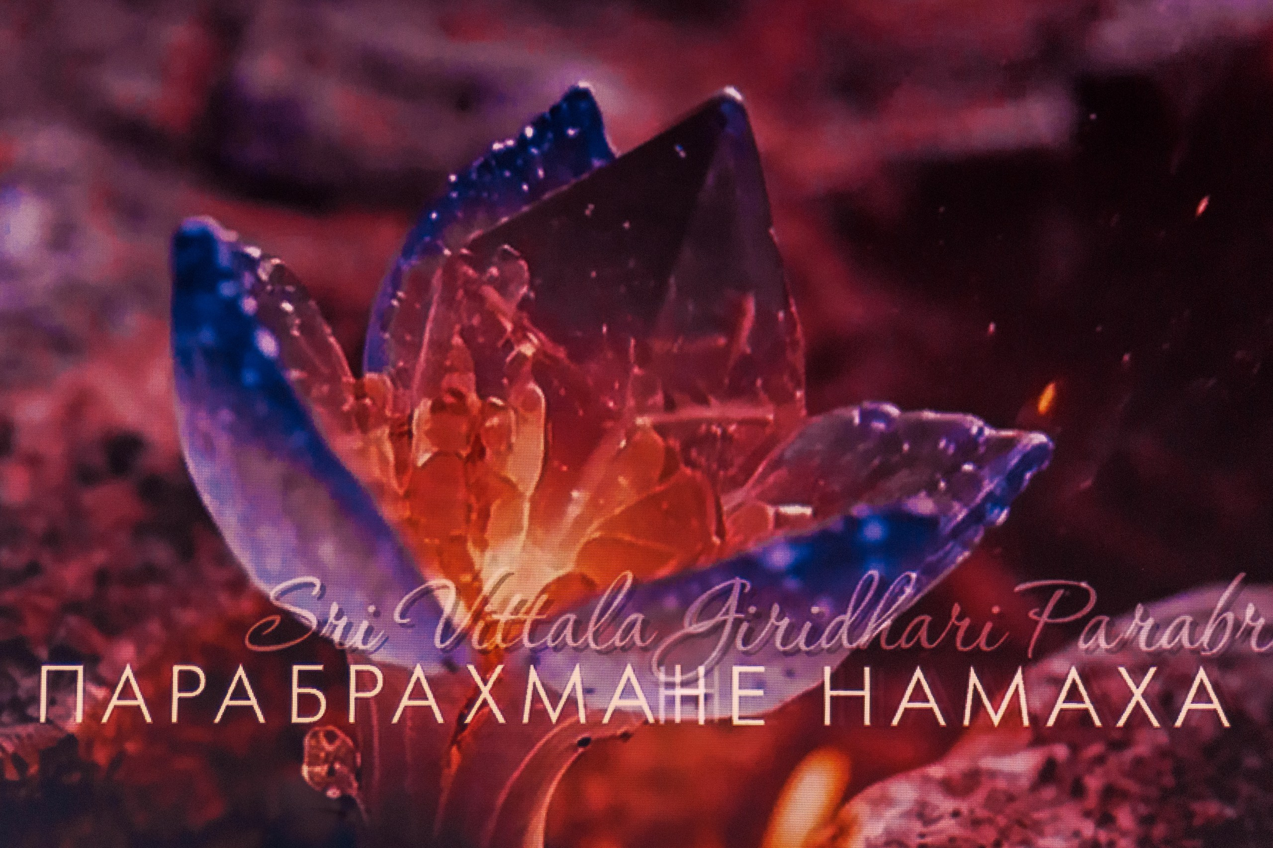 Ирина Нельсон. Свадебный фотограф в Москве — Ольга Козловская