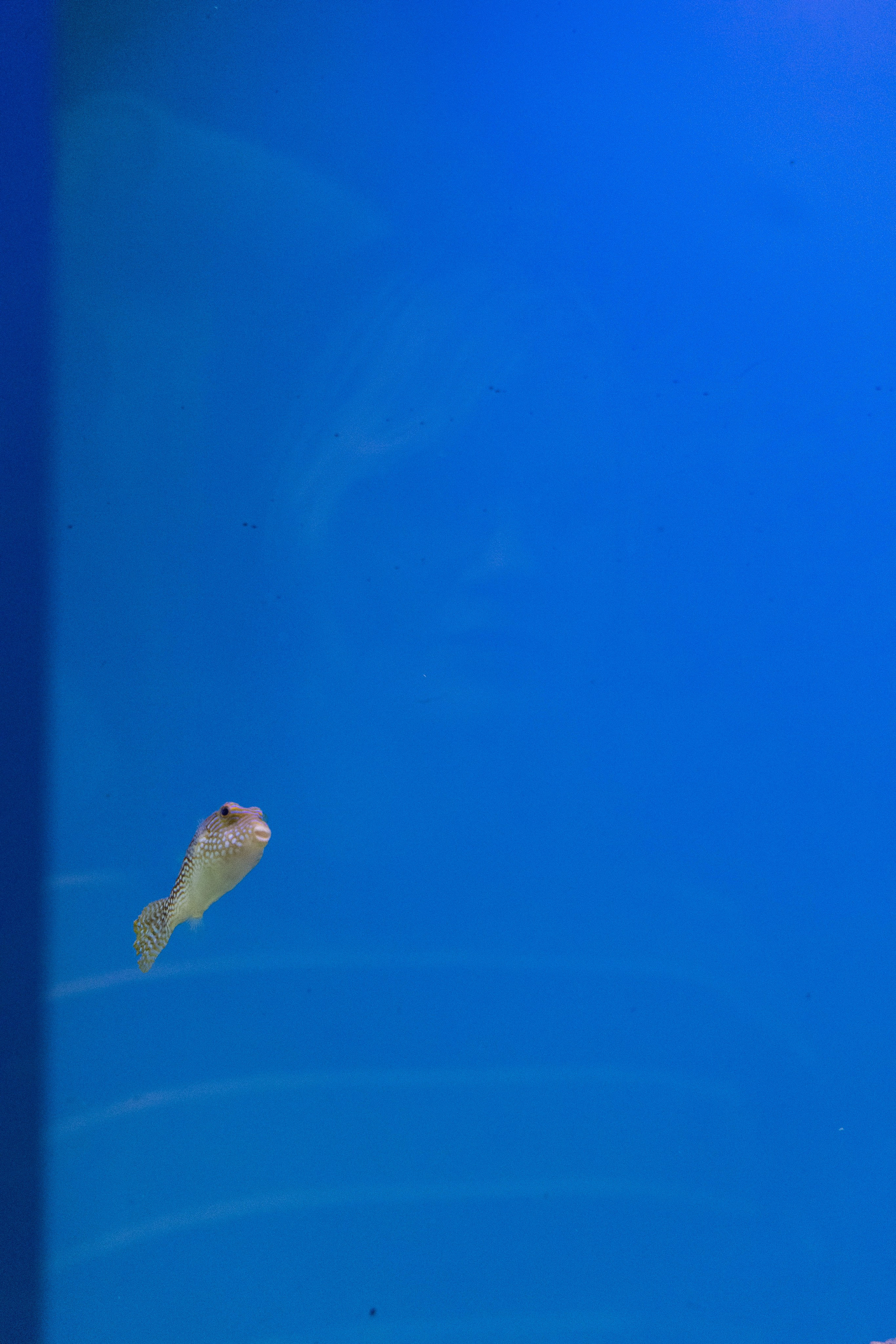 Любимое. Фотограф в Санкт-Петербурге Анна Сосновская