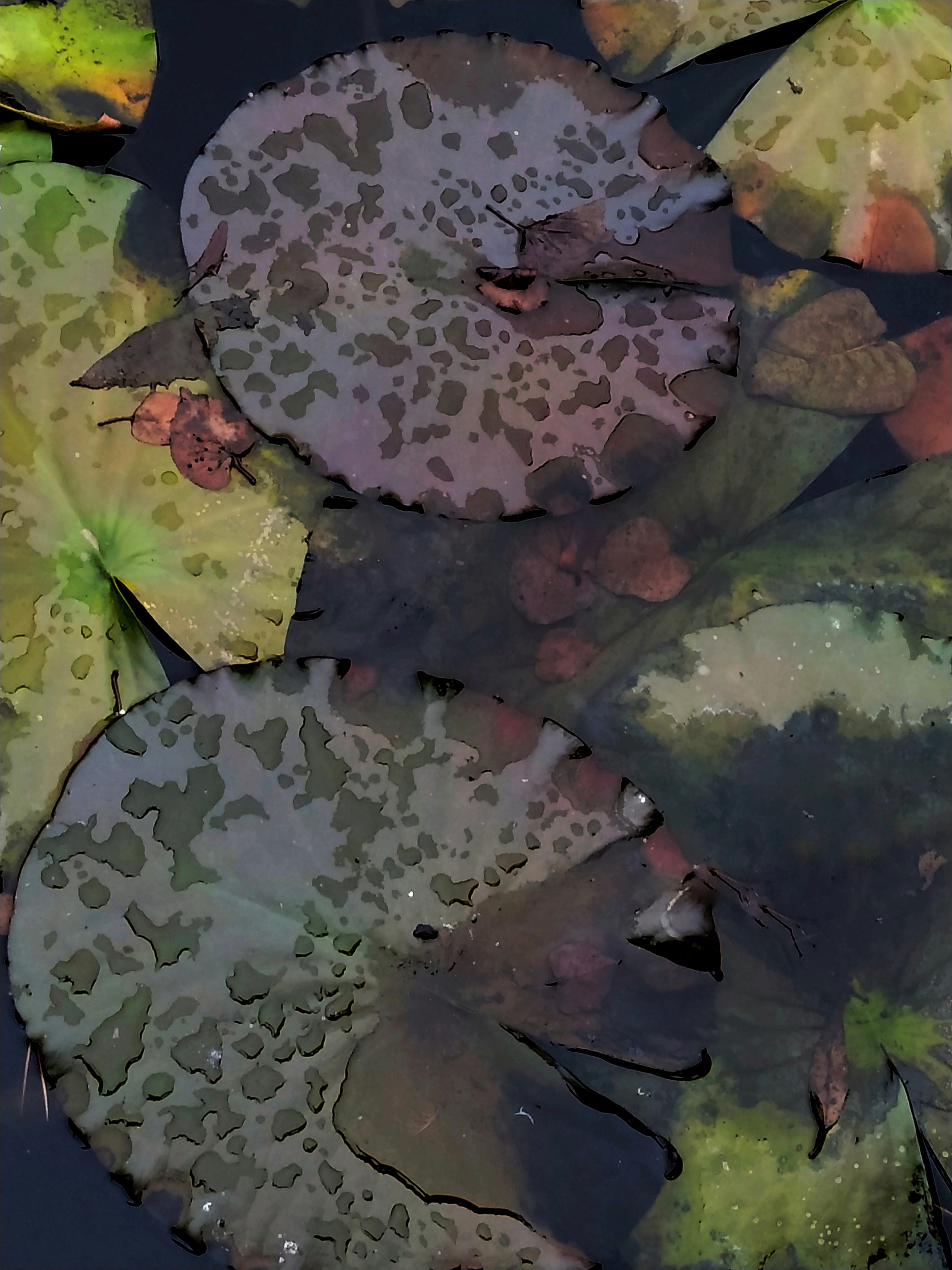 Лилия осень I. Предметная фотография. Москва