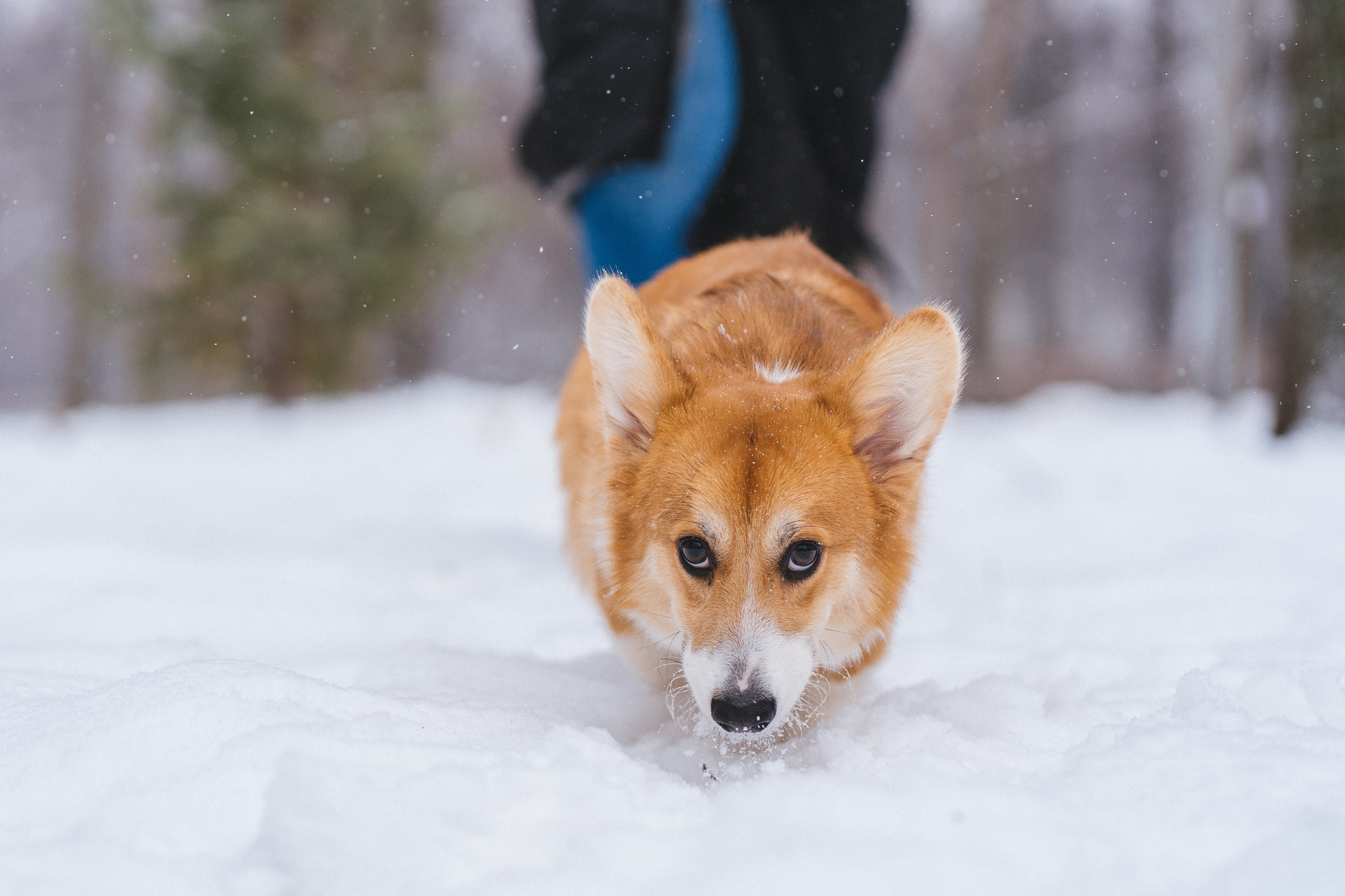 Агата и Лайк. Свадебный фотограф в Москве Анна Полушина