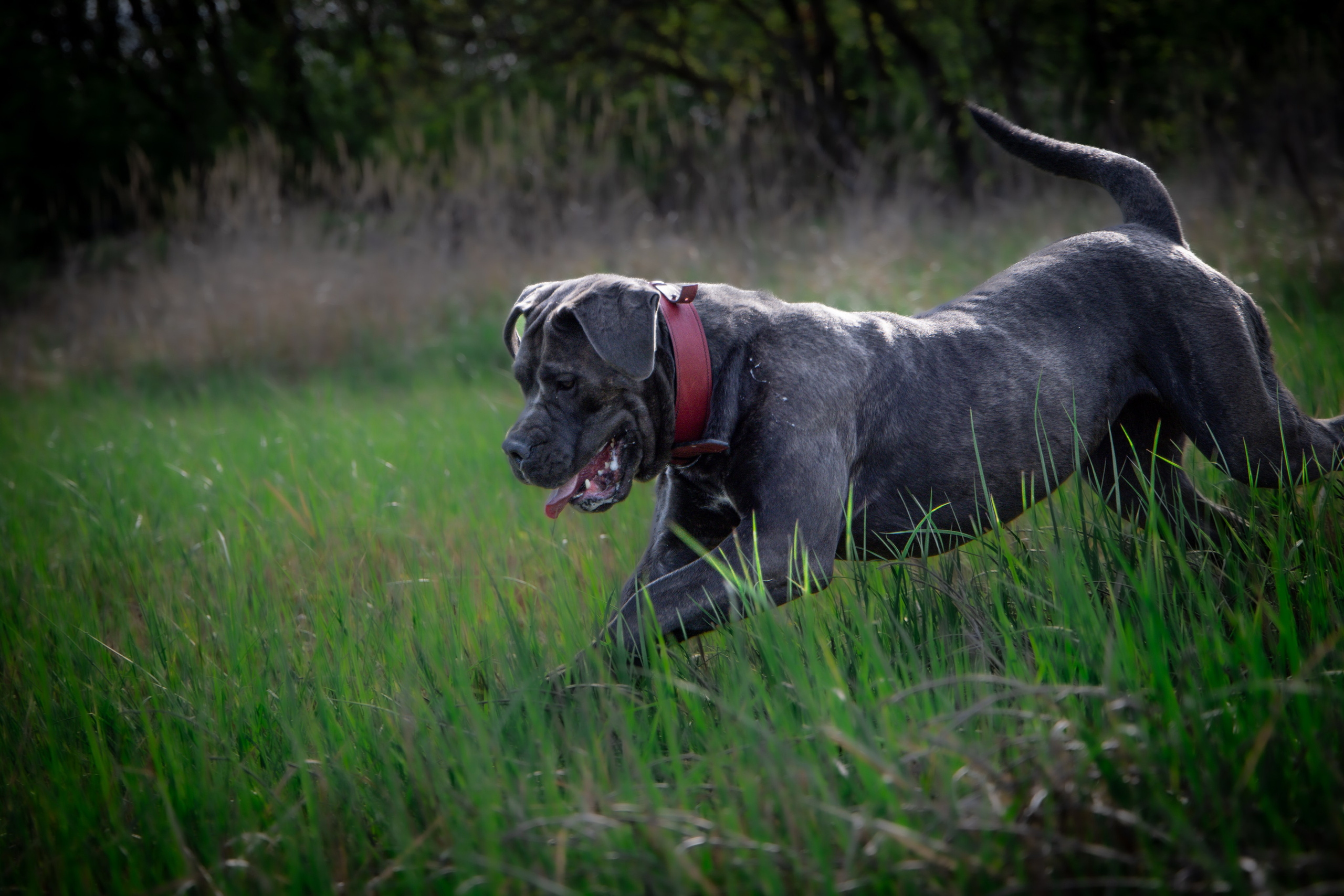 Собаки. Антонина Савельева Фотограф Ставрополь