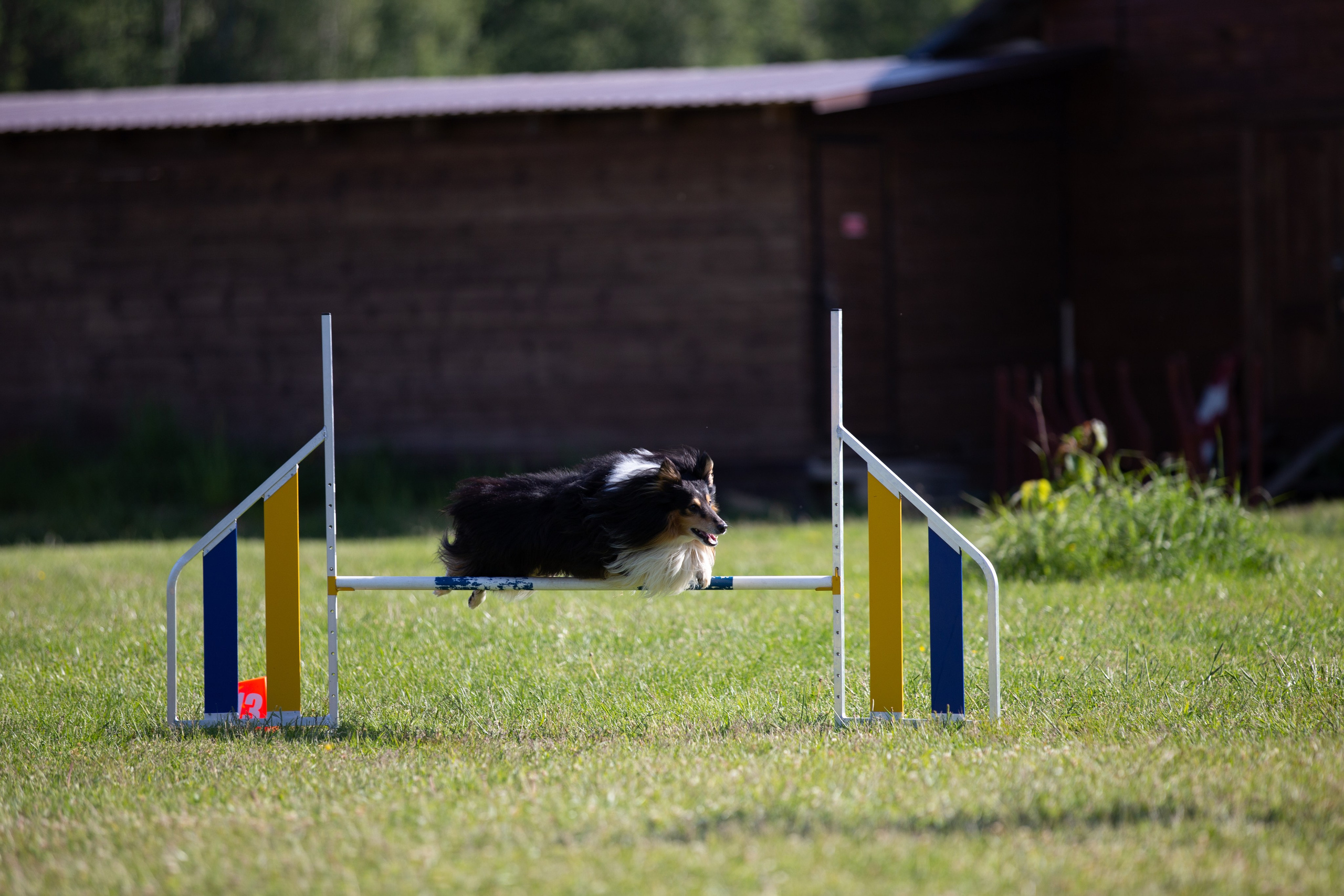 Кинологический лагерь в Горыныче. Фотограф анималист Кристина Карпова, Москва