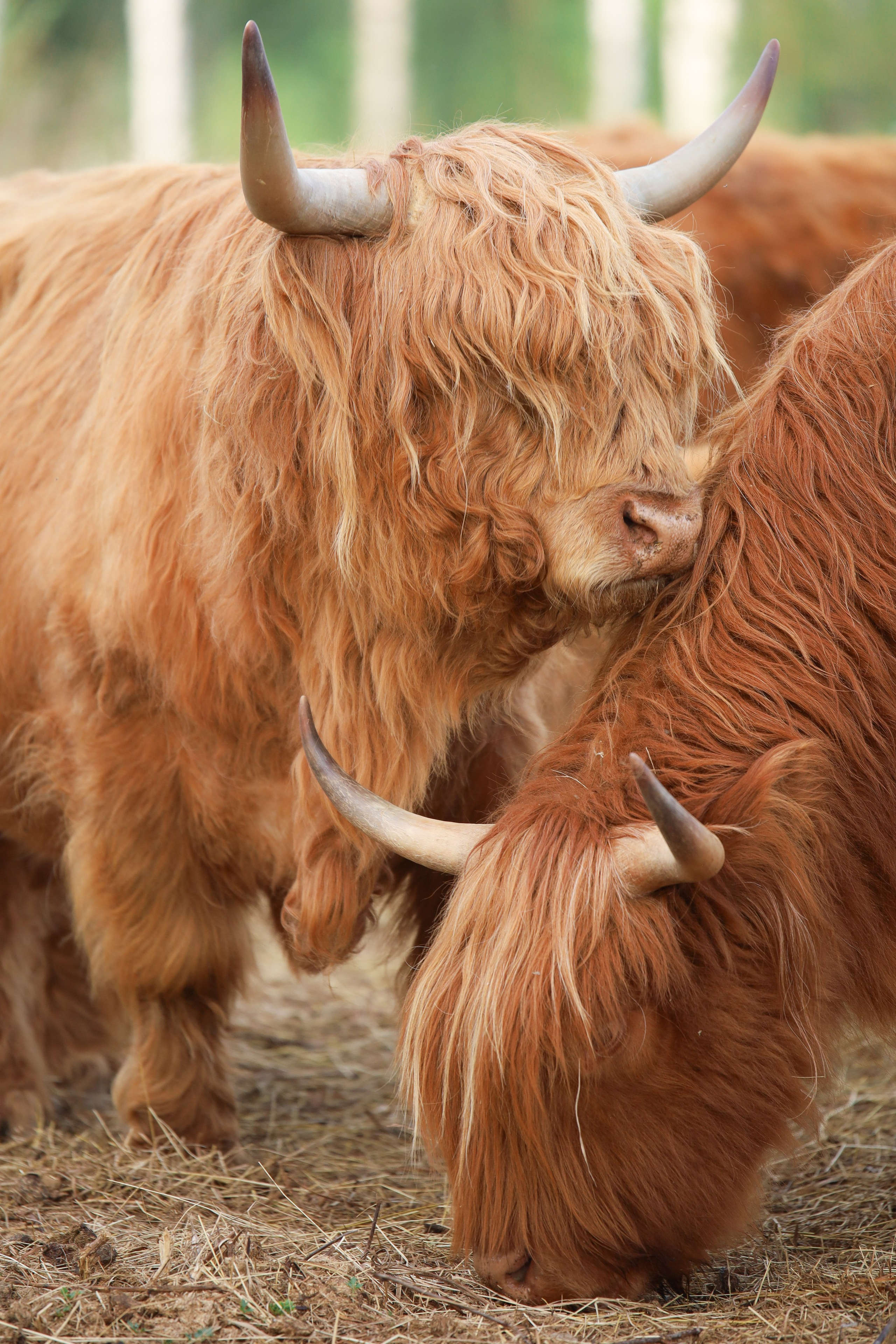 Животные. Фотограф в Москве Бастракова Юлия