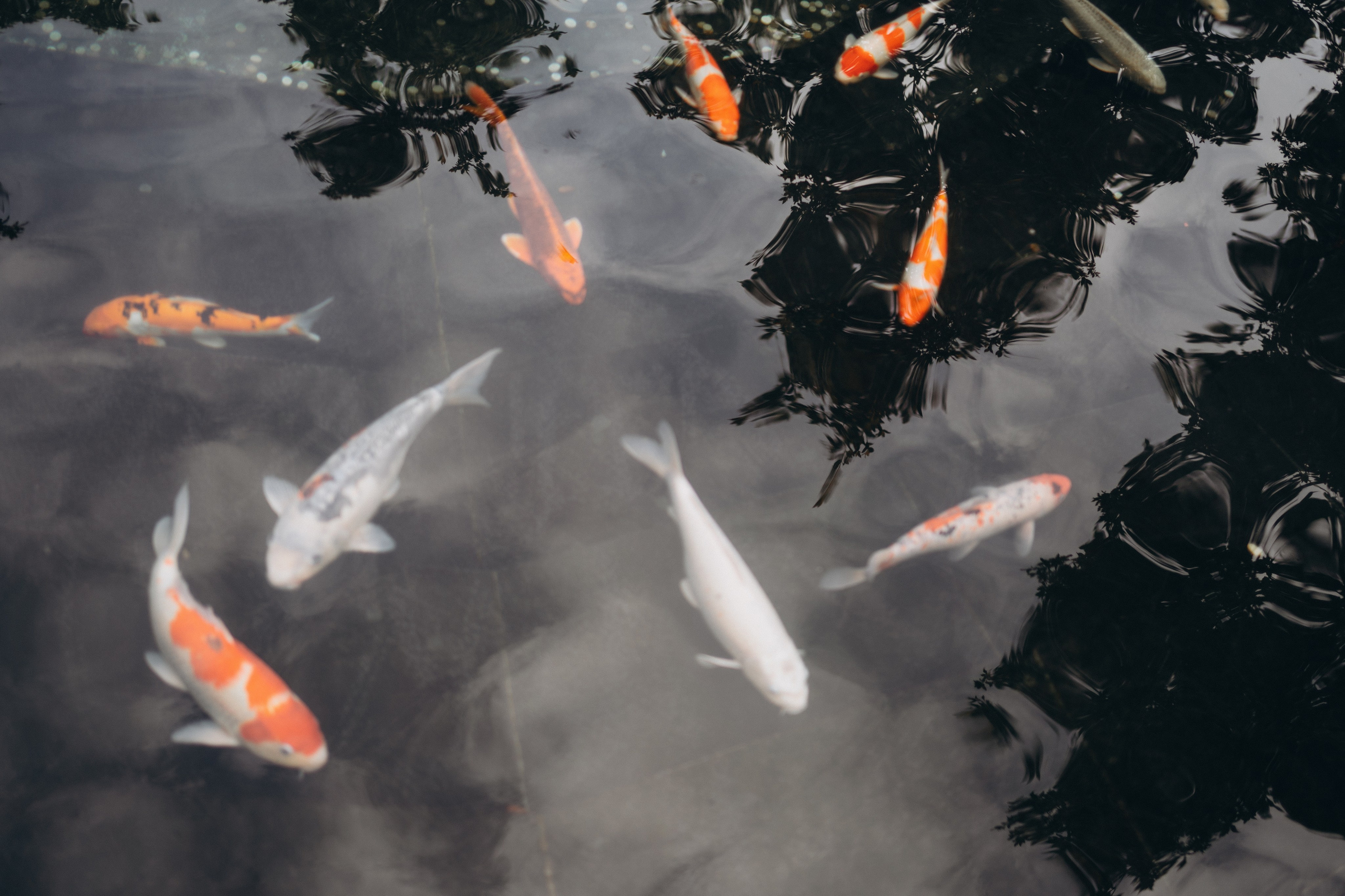 Николь и Надежда