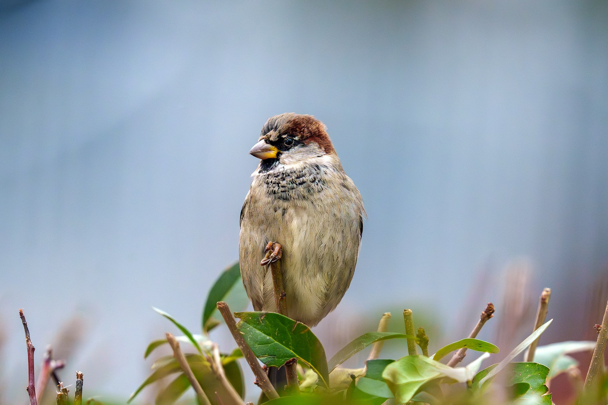 Удивительные мир птиц. Вокруг нас столько прекрасного — присмотритесь!. Ваш личный фотограф Марина Волкова
