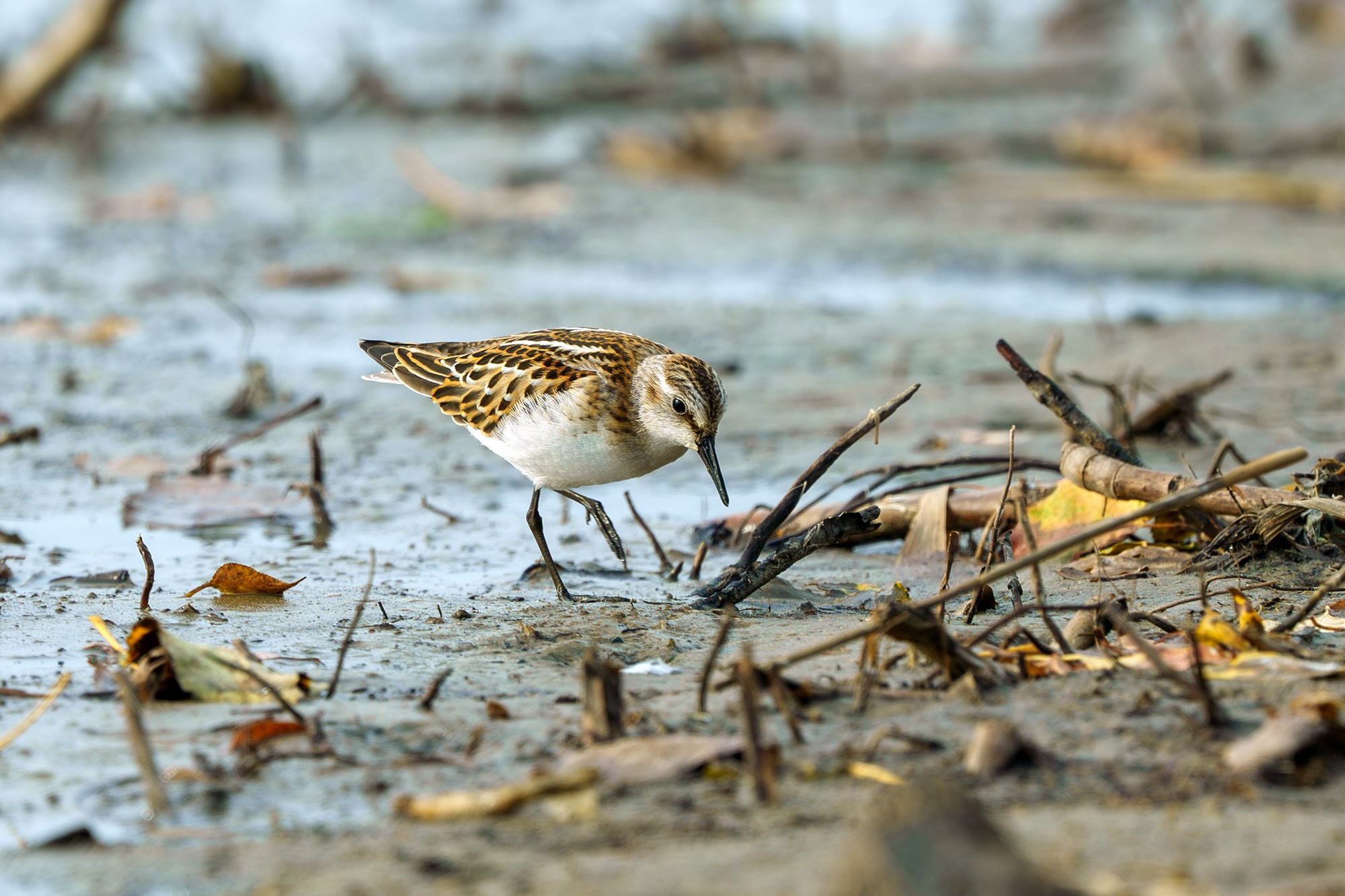 Удивительные мир птиц. Вокруг нас столько прекрасного — присмотритесь!. Ваш личный фотограф Марина Волкова