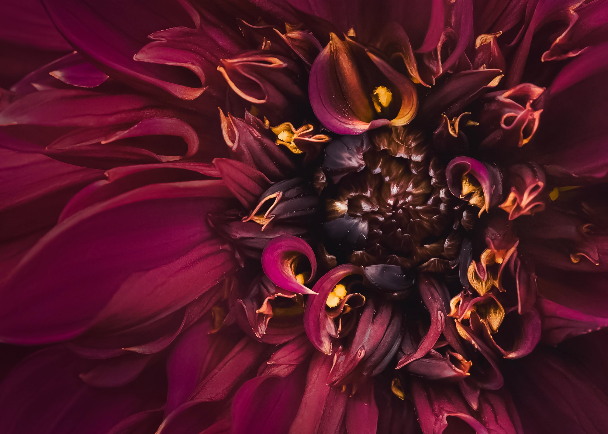DAHLIAS. Eirene G |  Photoartist | Flowers from my garden