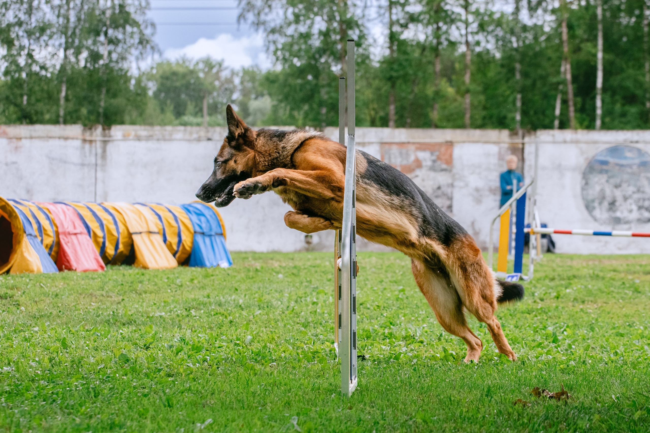 Соревнования по аджилити Долгопрудный 30.06.2025. Фотограф-анималист Татьяна Степанова
