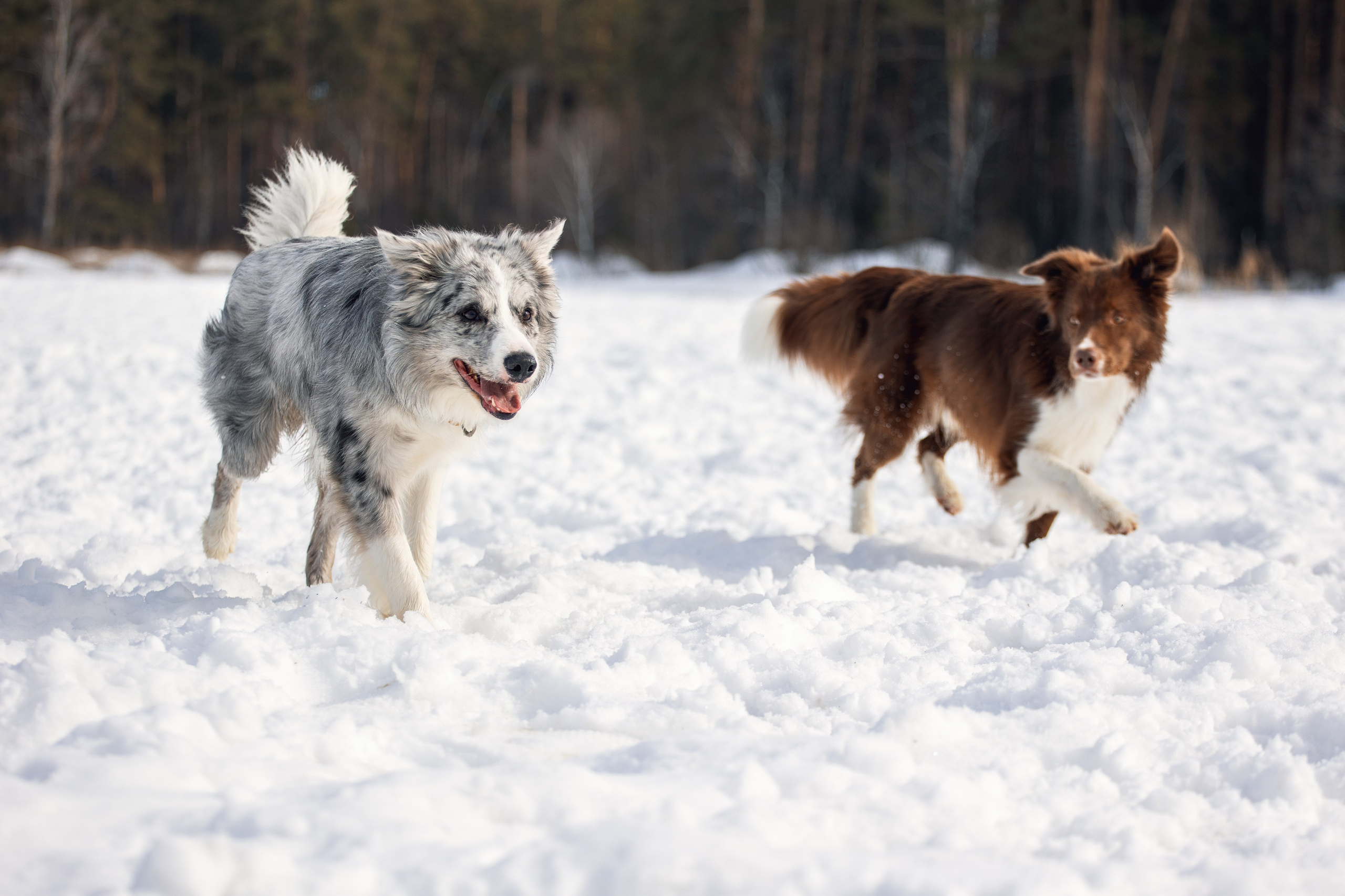 В погоне за снежком…. YULA KOLESOVA | Фотограф — Анималист | Художник | Тюмень